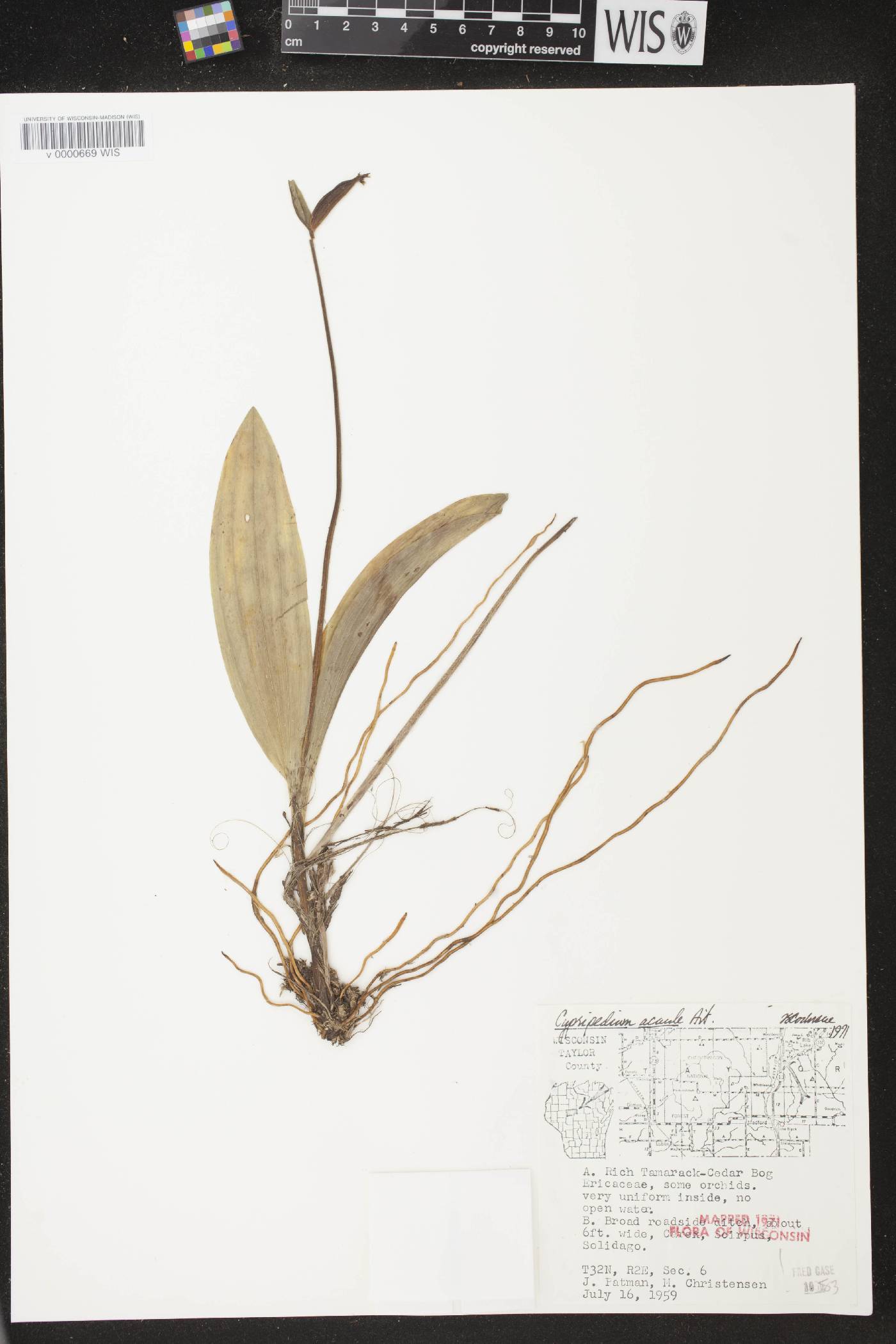Cypripedium acaule image