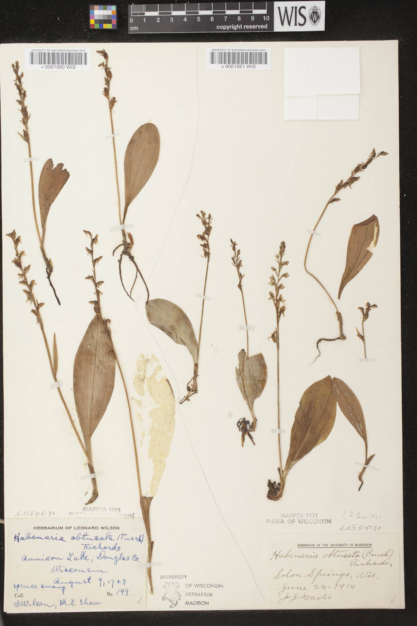 Platanthera obtusata image