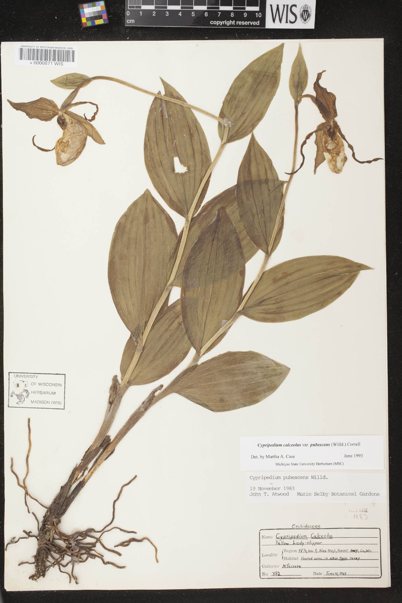 Cypripedium parviflorum var. pubescens image