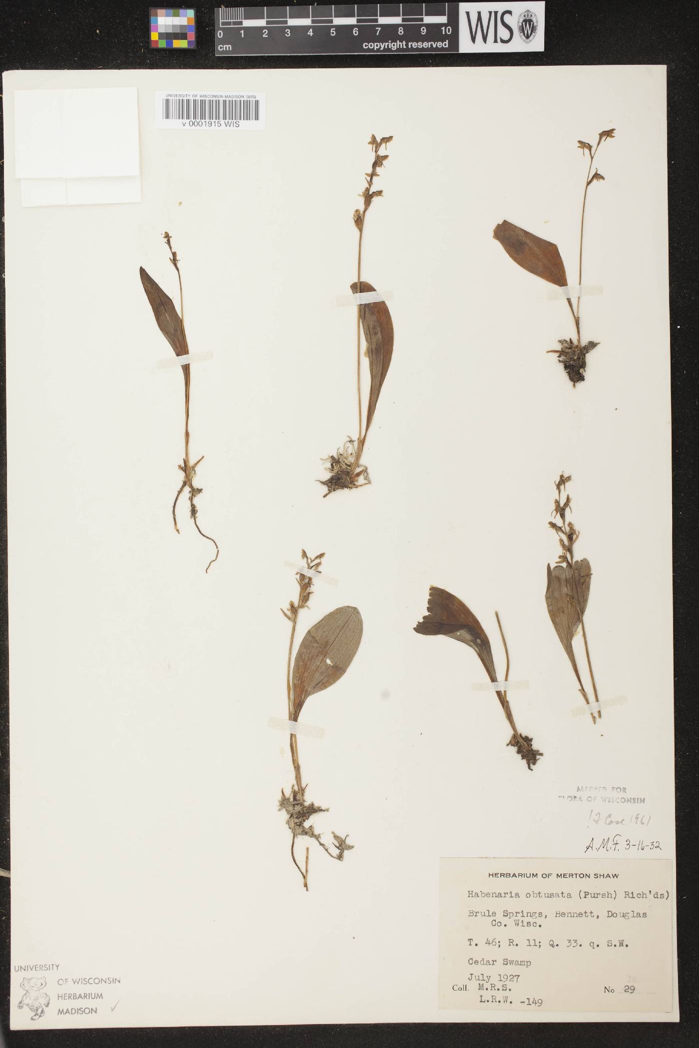 Platanthera obtusata image