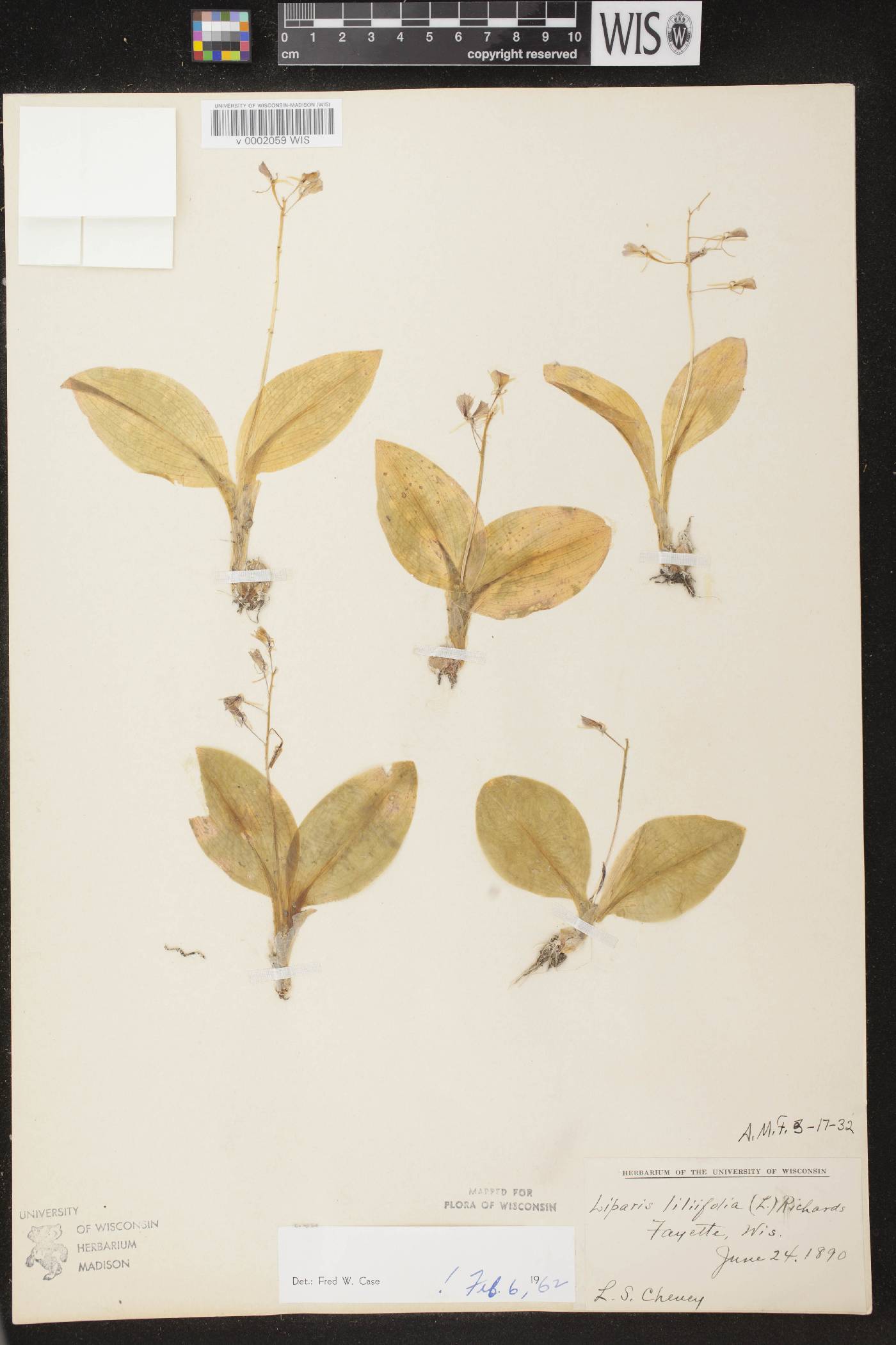 Liparis liliifolia image