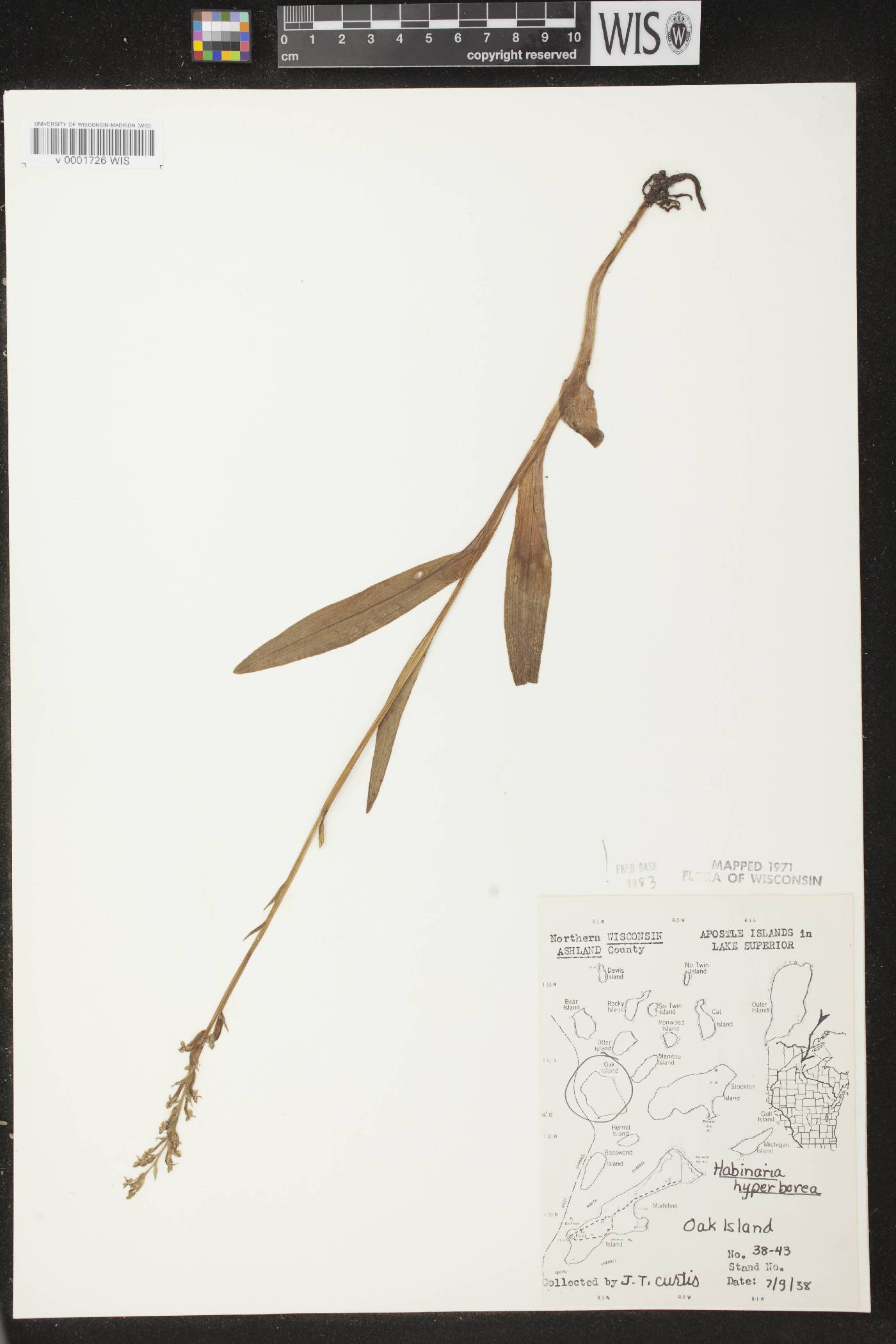 Platanthera huronensis image