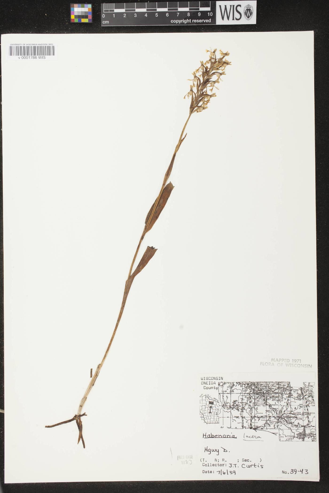 Platanthera lacera image