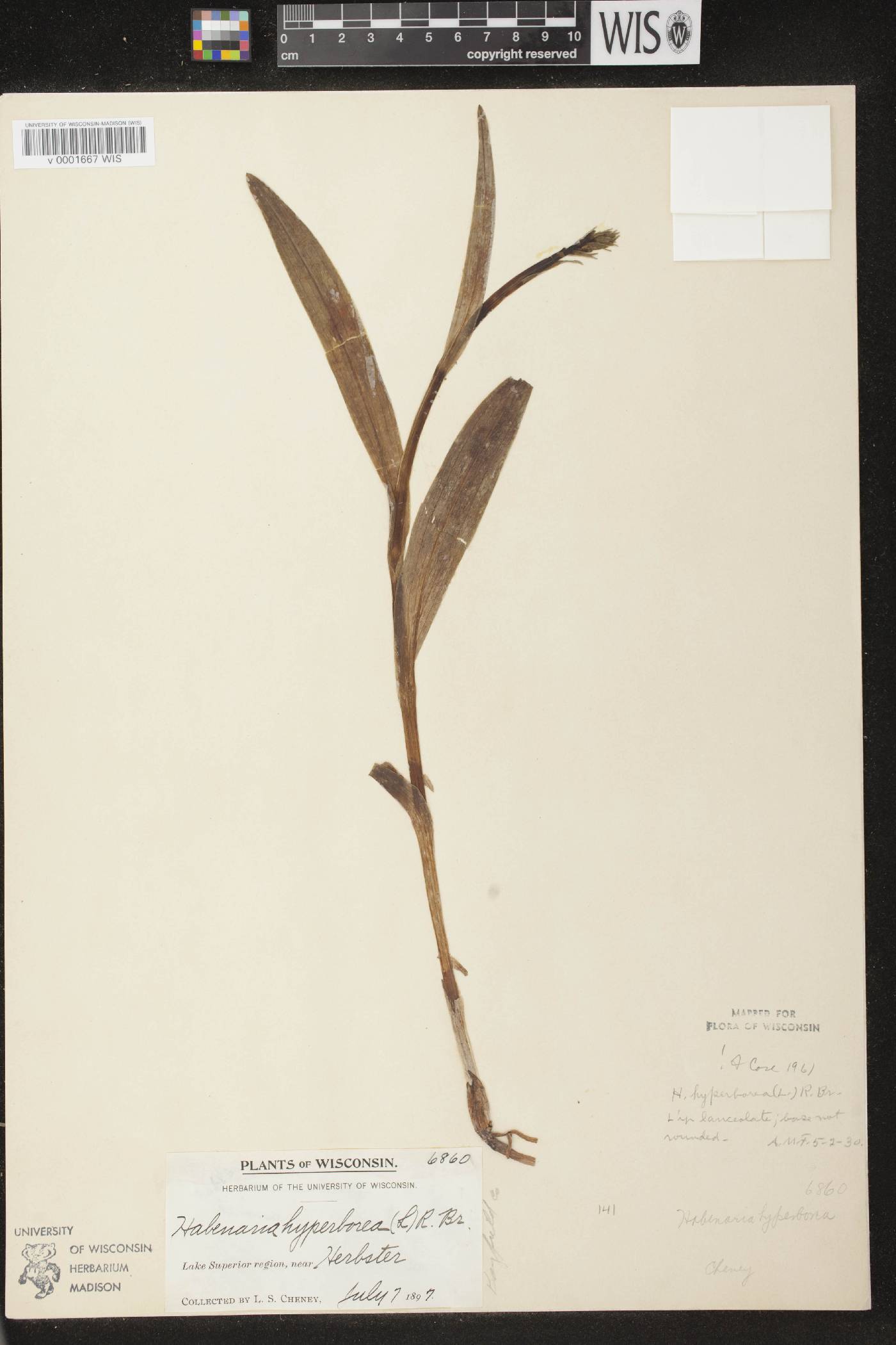 Platanthera huronensis image