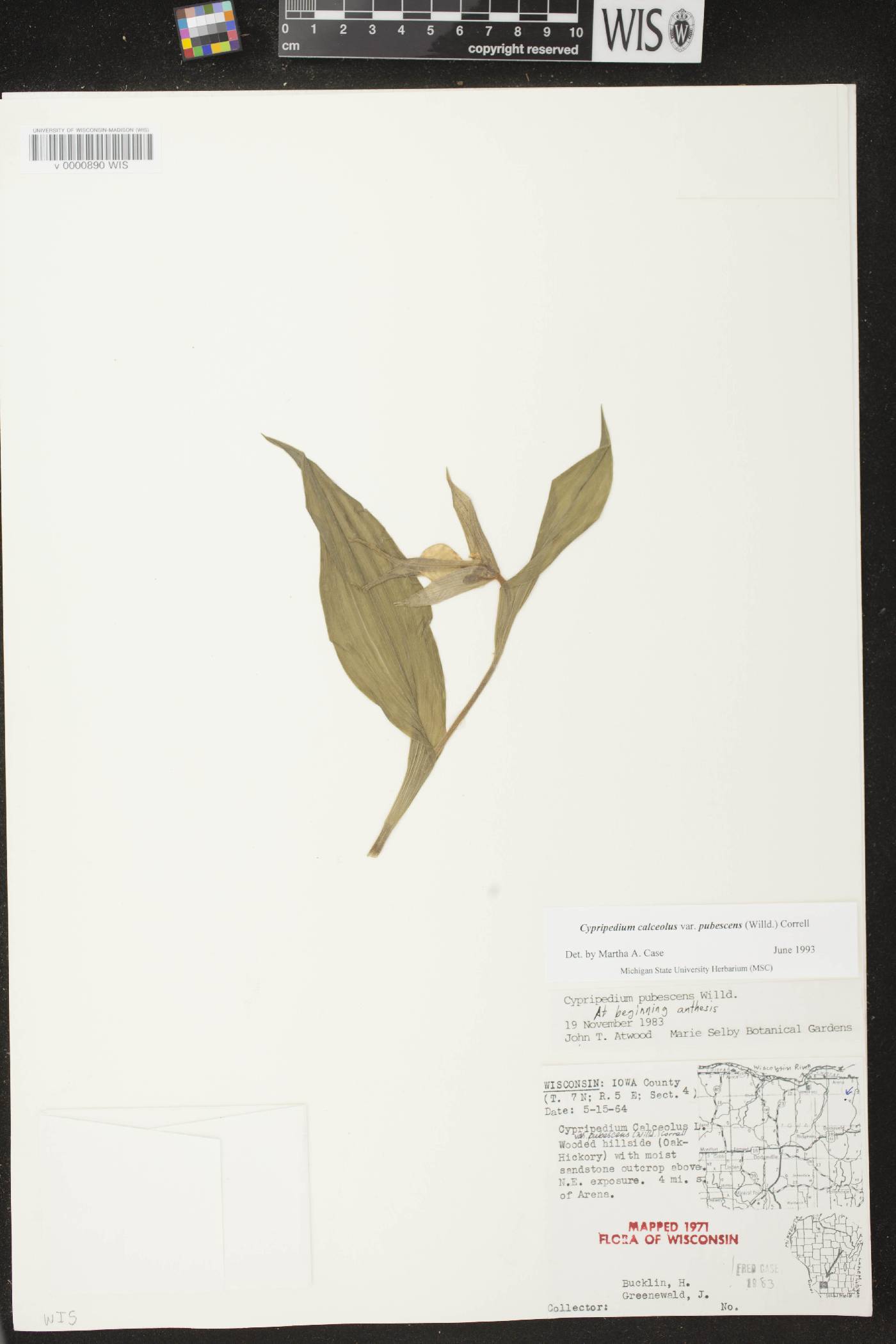 Cypripedium parviflorum var. pubescens image