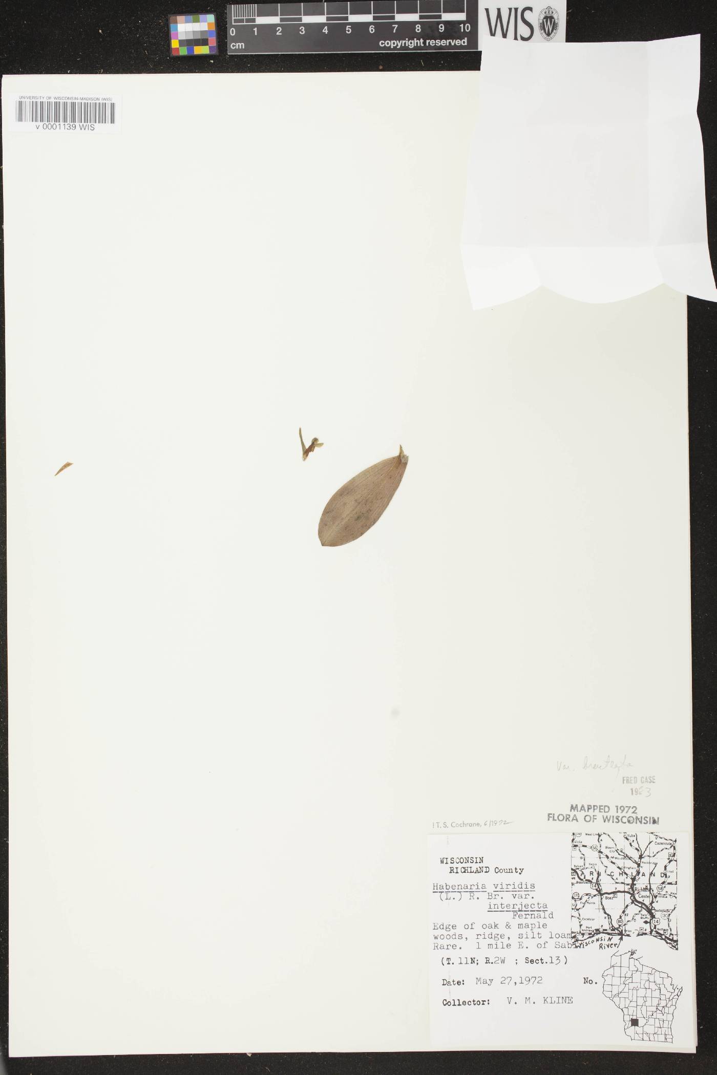 Coeloglossum viride var. virescens image