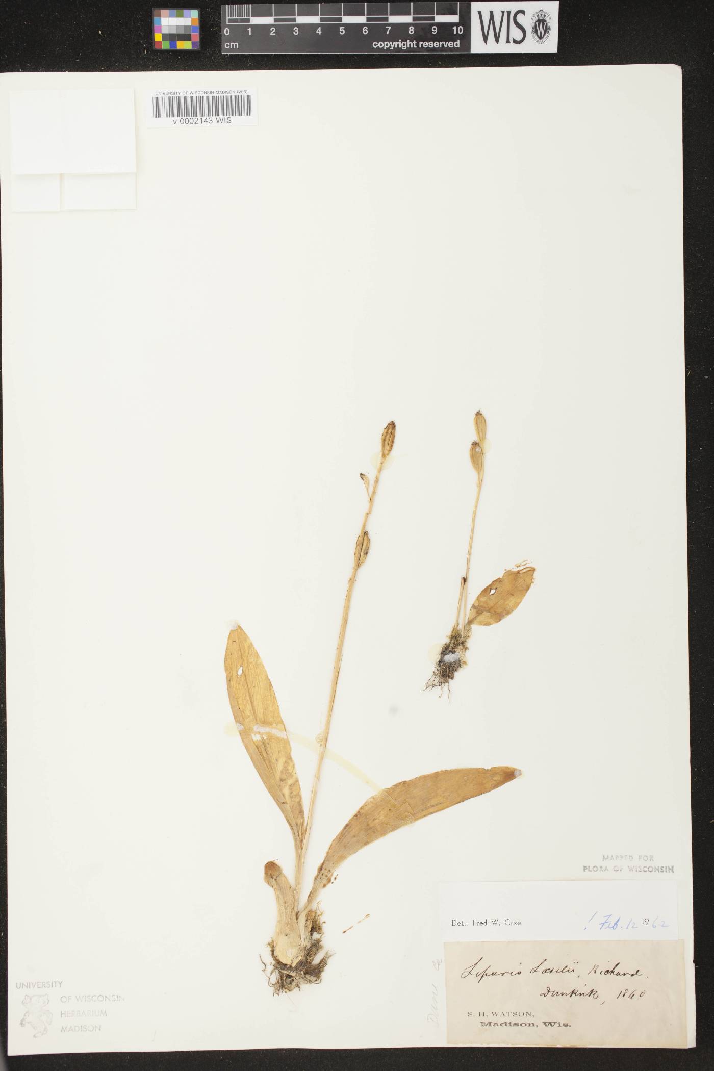 Liparis loeselii image