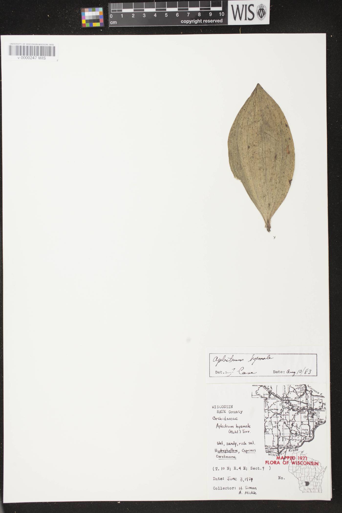 Aplectrum hyemale image