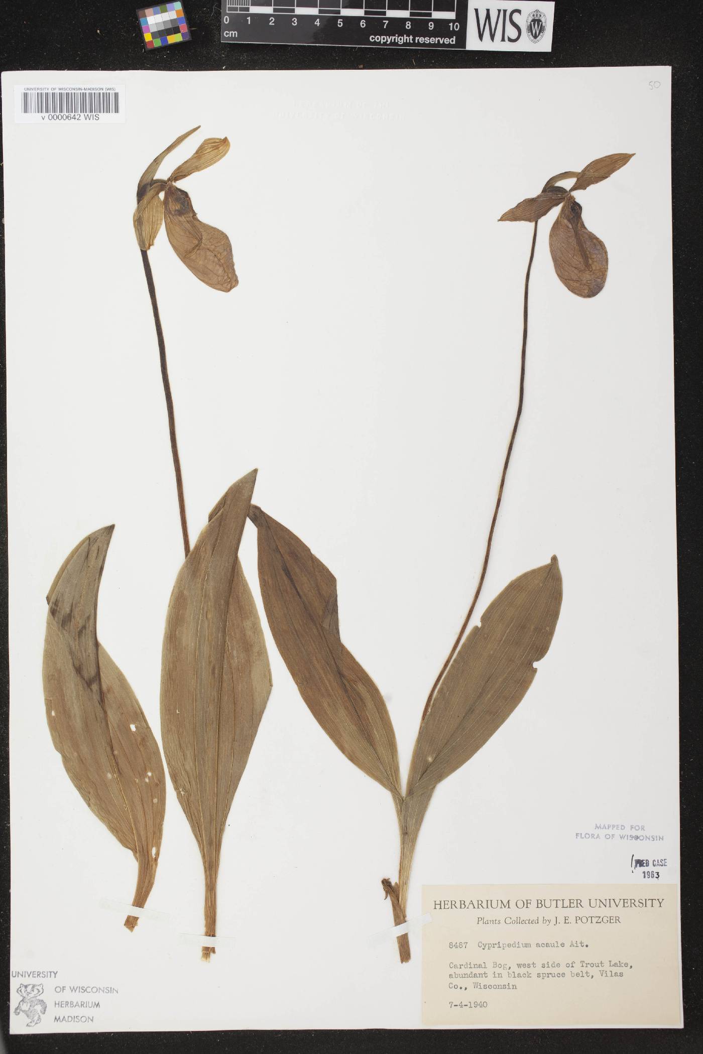 Cypripedium acaule image