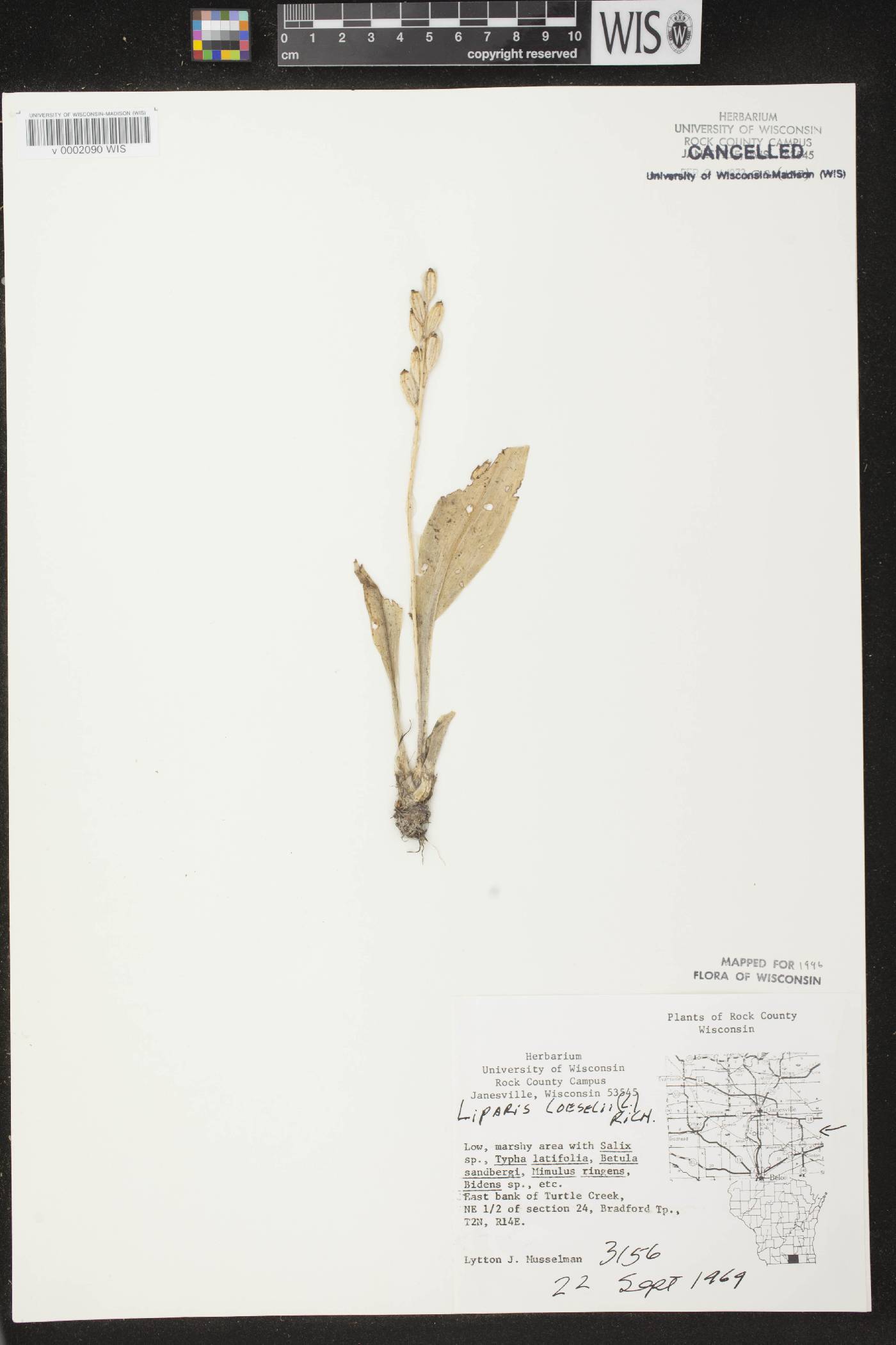 Liparis loeselii image
