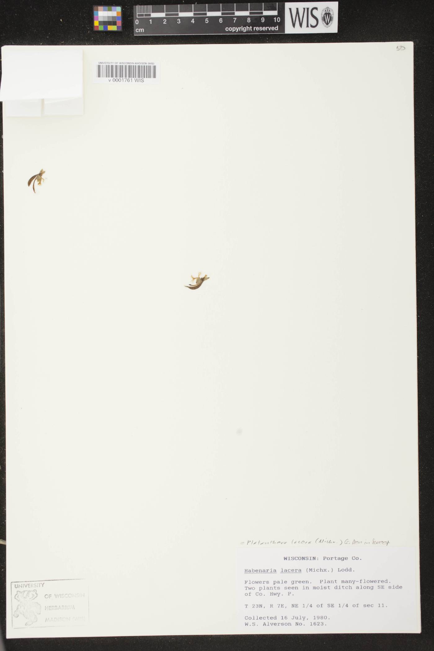 Platanthera lacera image