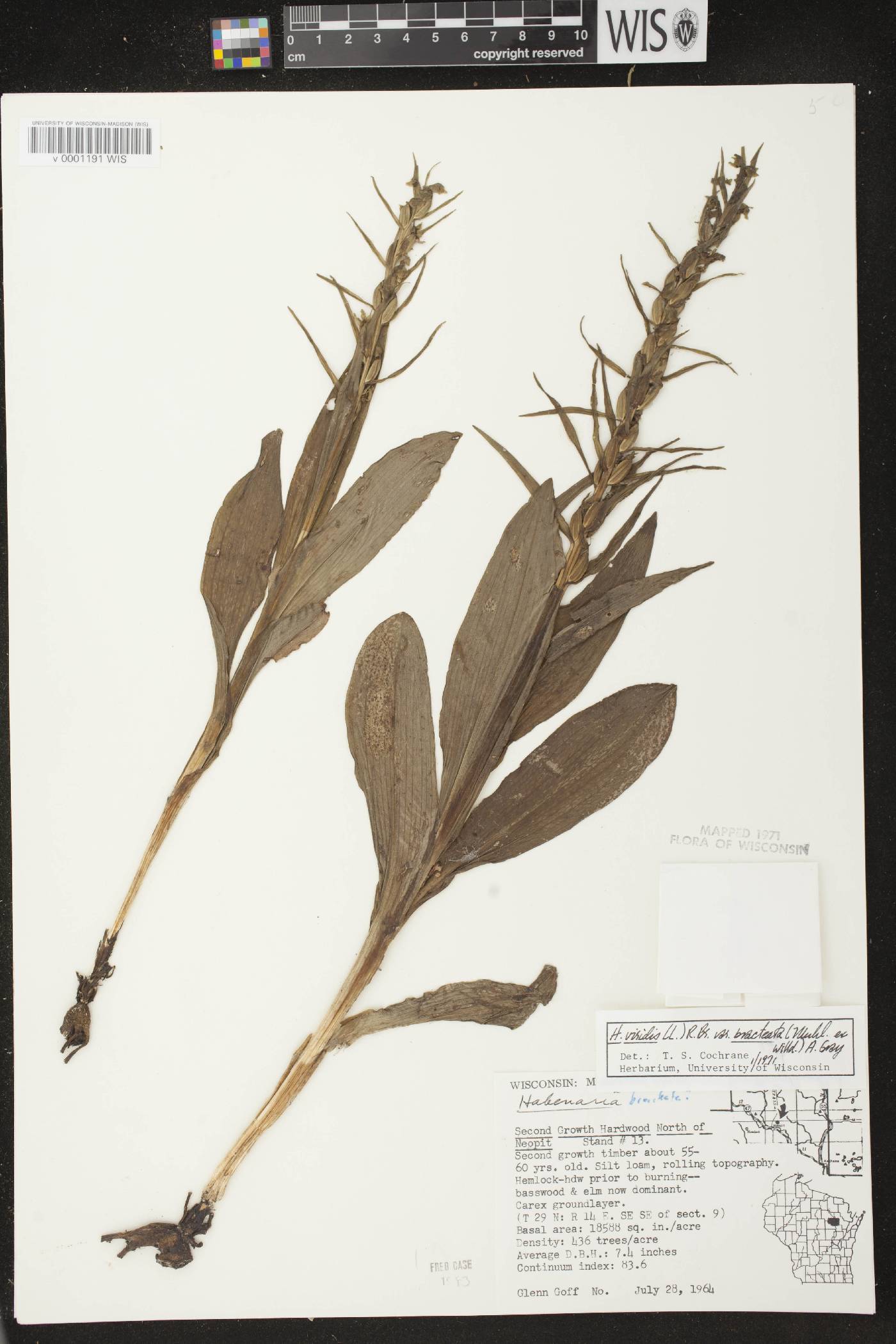 Coeloglossum viride var. virescens image