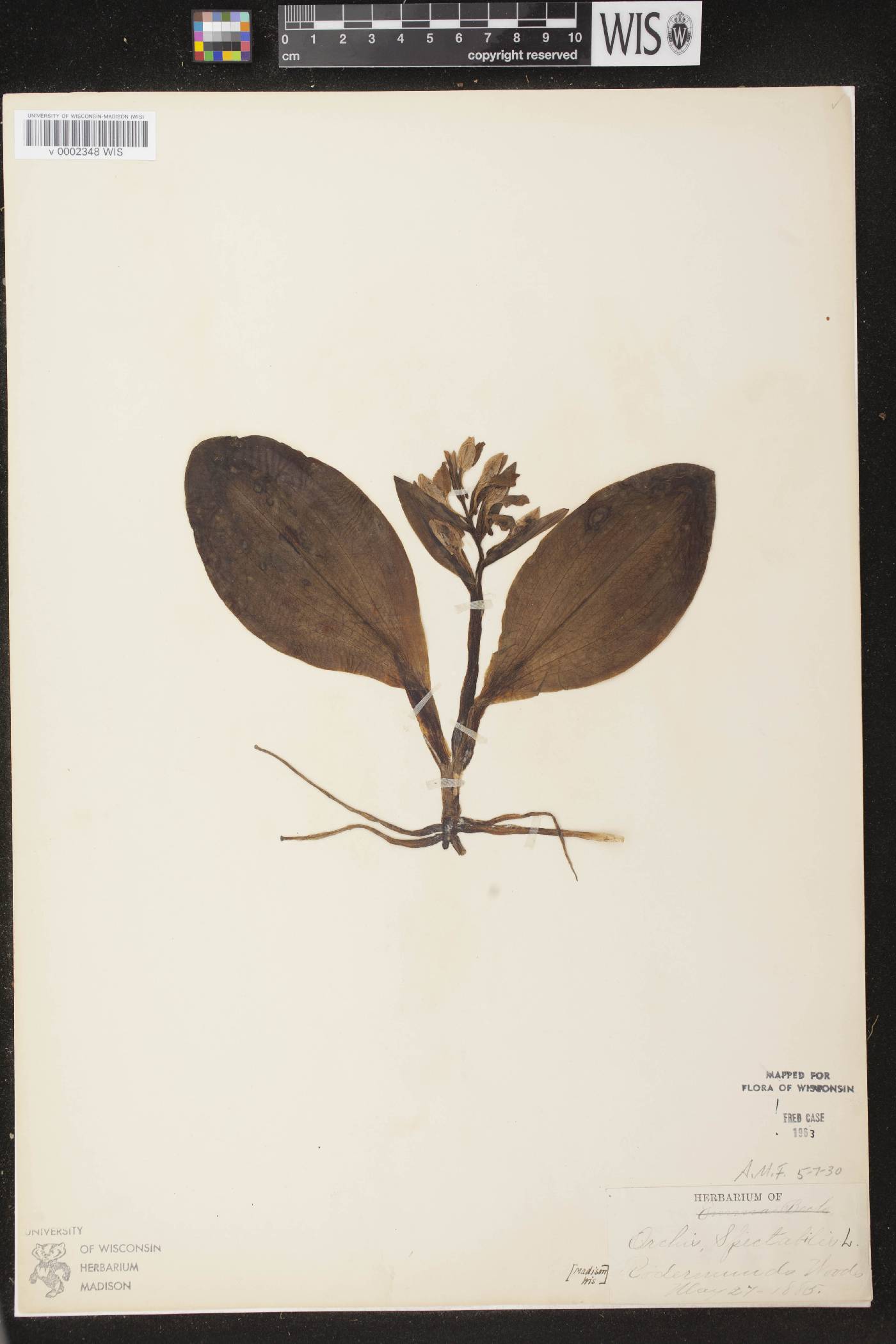 Galearis spectabilis image