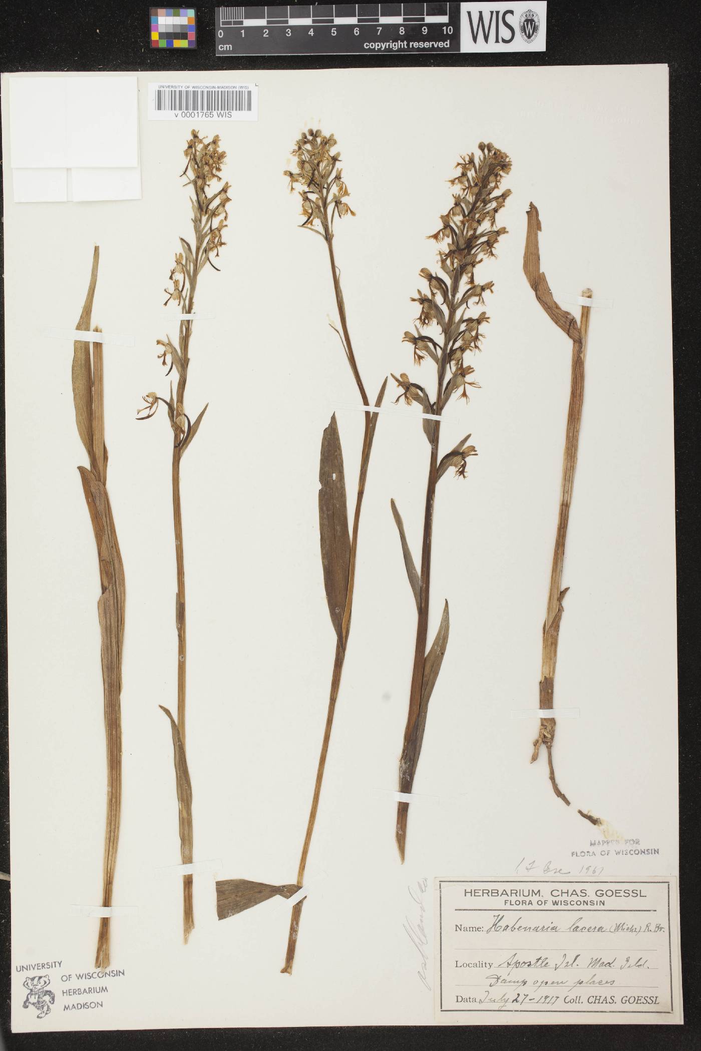 Platanthera lacera image