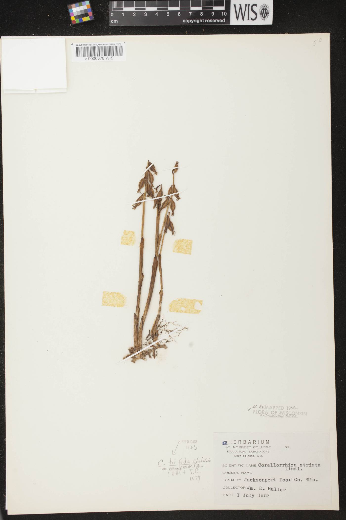 Corallorhiza trifida image