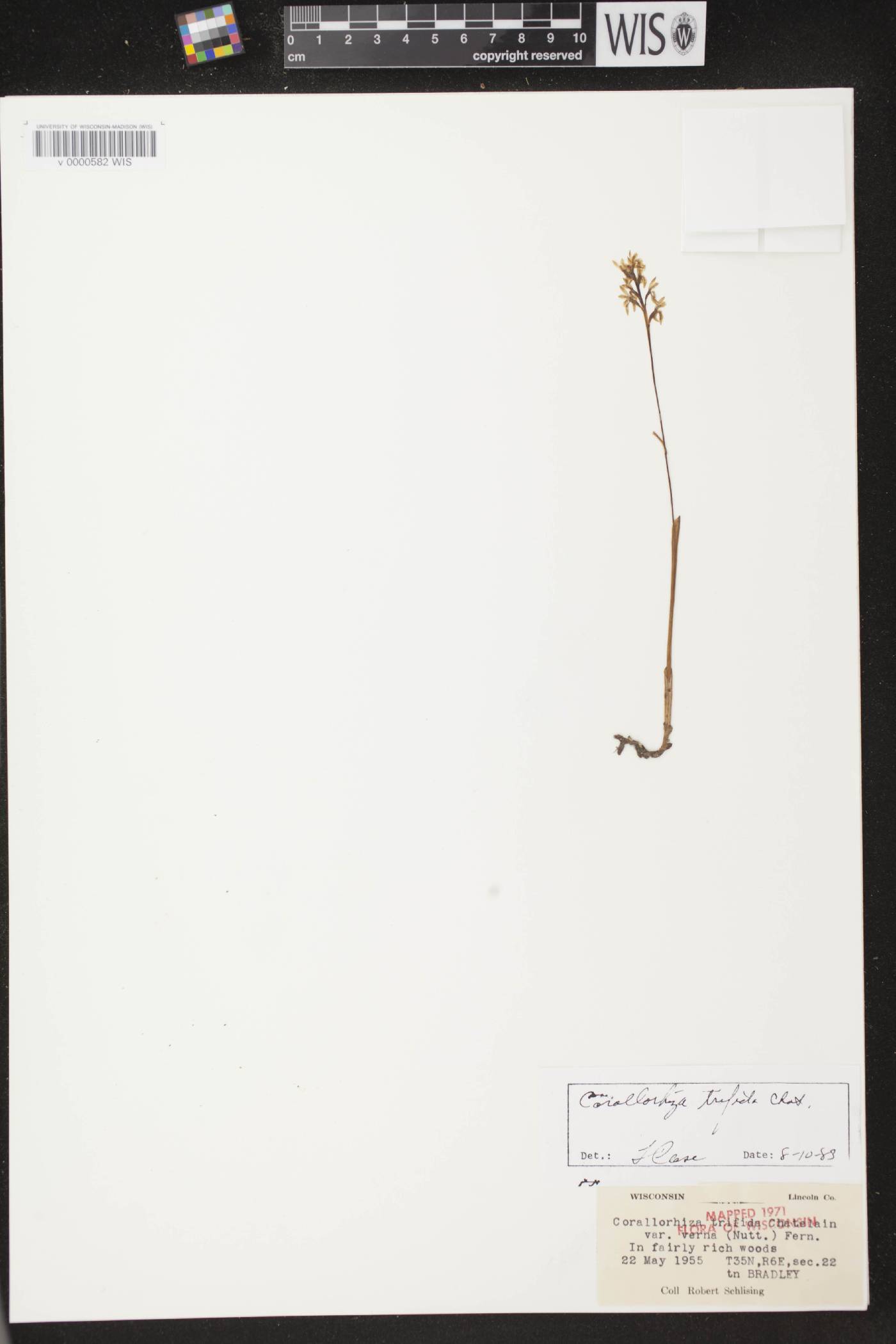 Corallorhiza trifida image