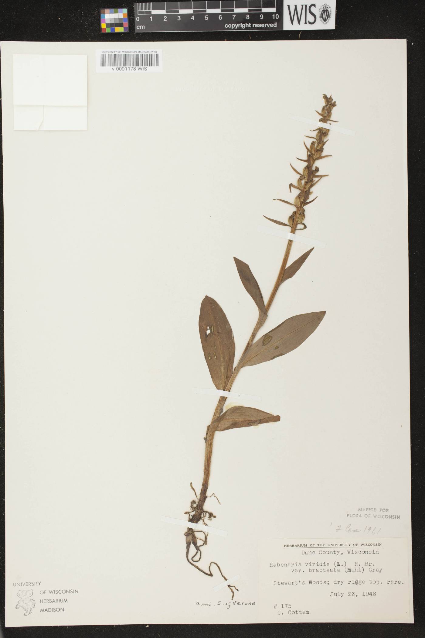 Coeloglossum viride var. virescens image