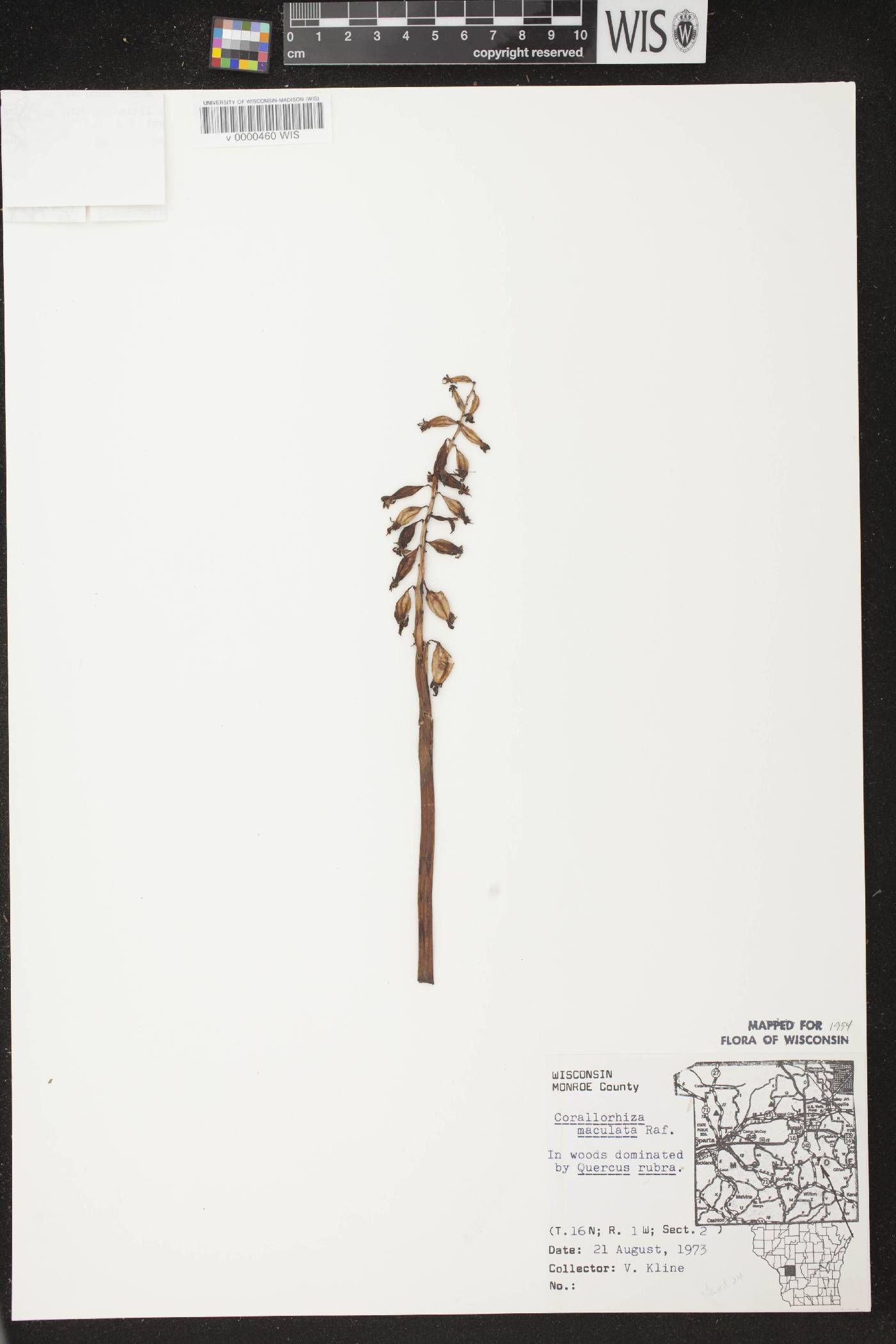 Corallorhiza maculata image
