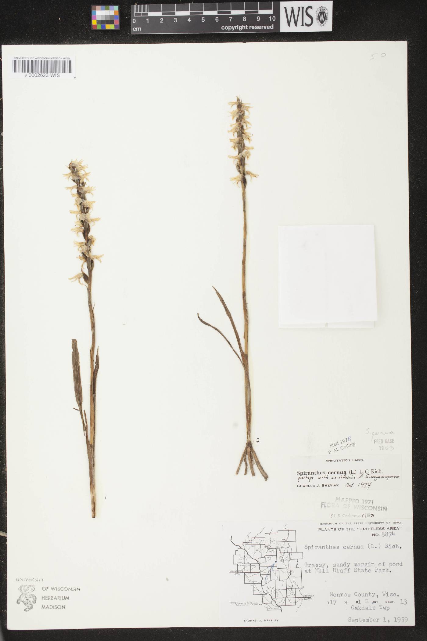 Spiranthes cernua image