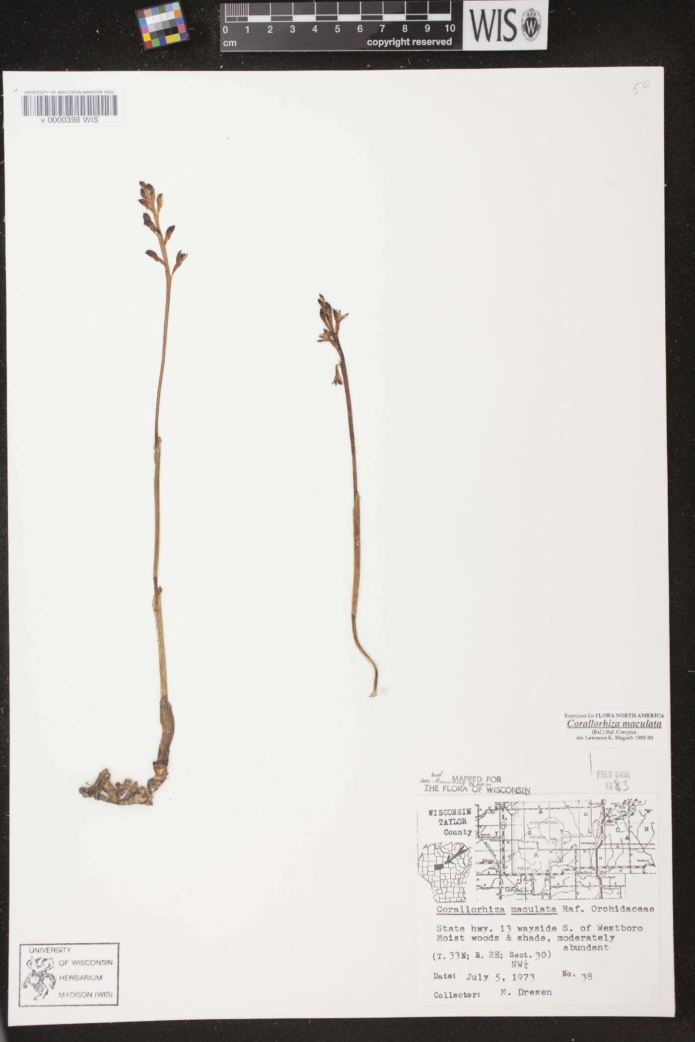 Corallorhiza maculata image