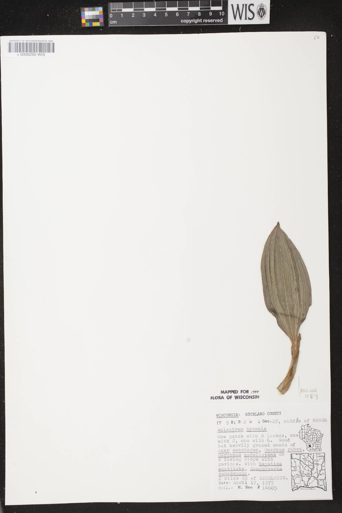 Aplectrum hyemale image