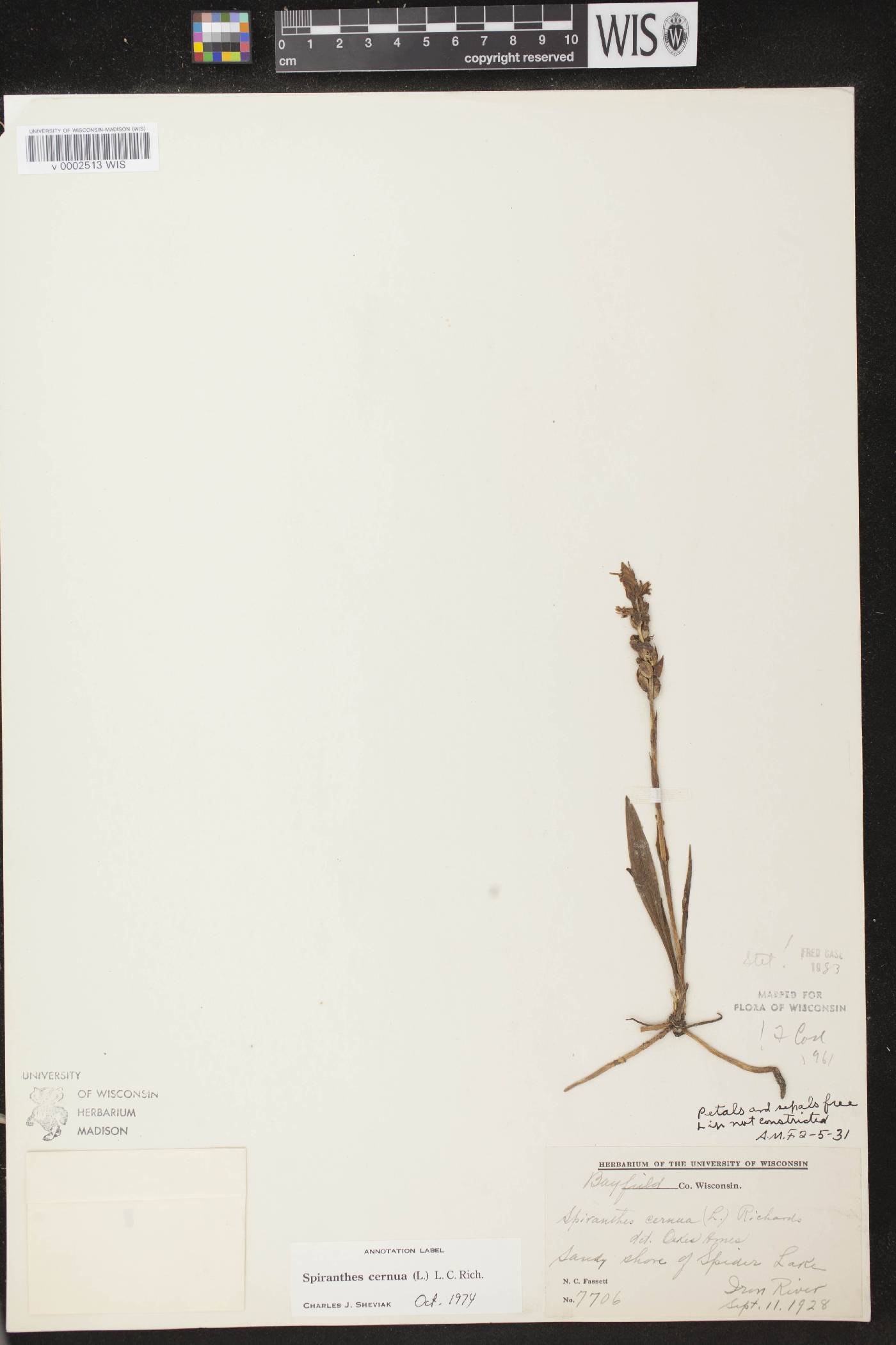 Spiranthes cernua image