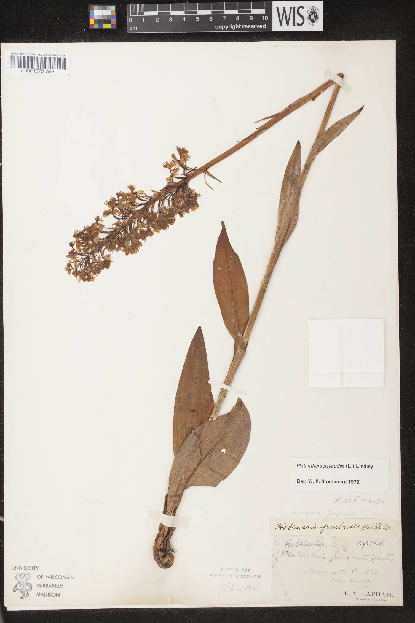 Platanthera psycodes image