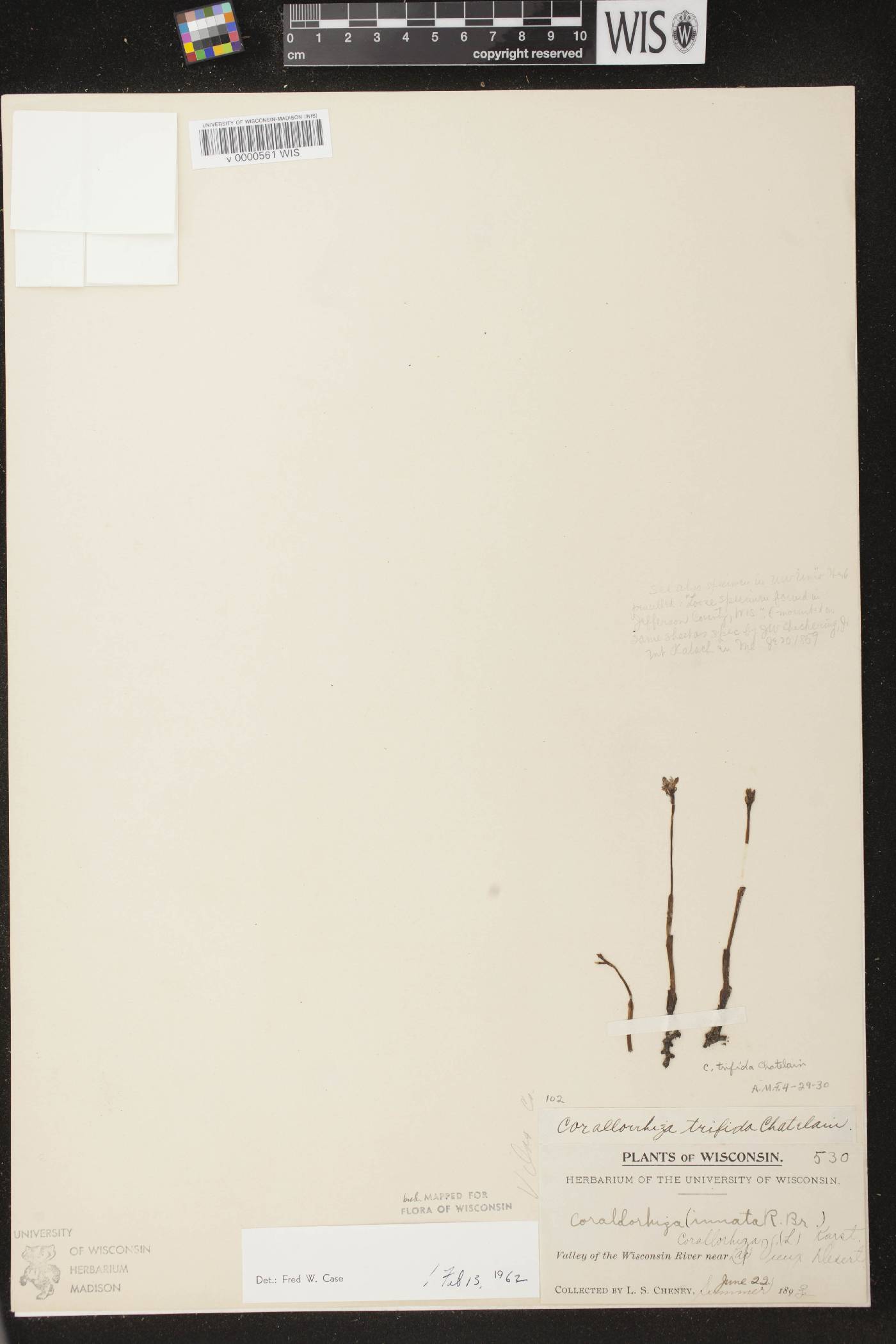 Corallorhiza trifida image