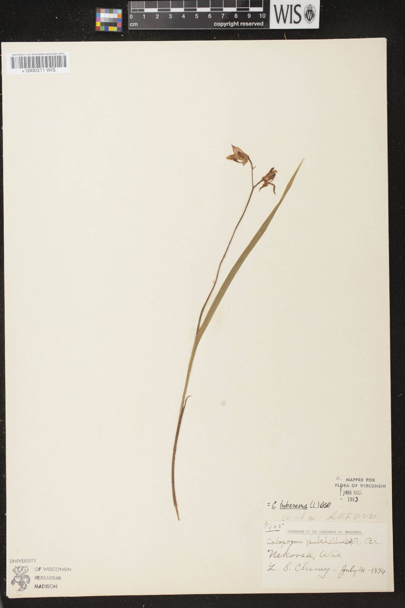 Calopogon tuberosus var. tuberosus image