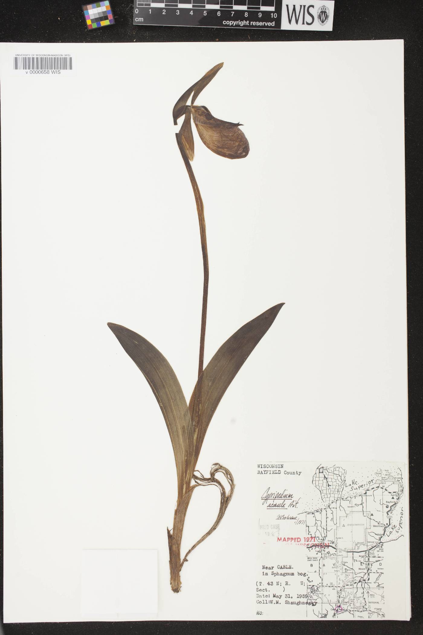 Cypripedium acaule image