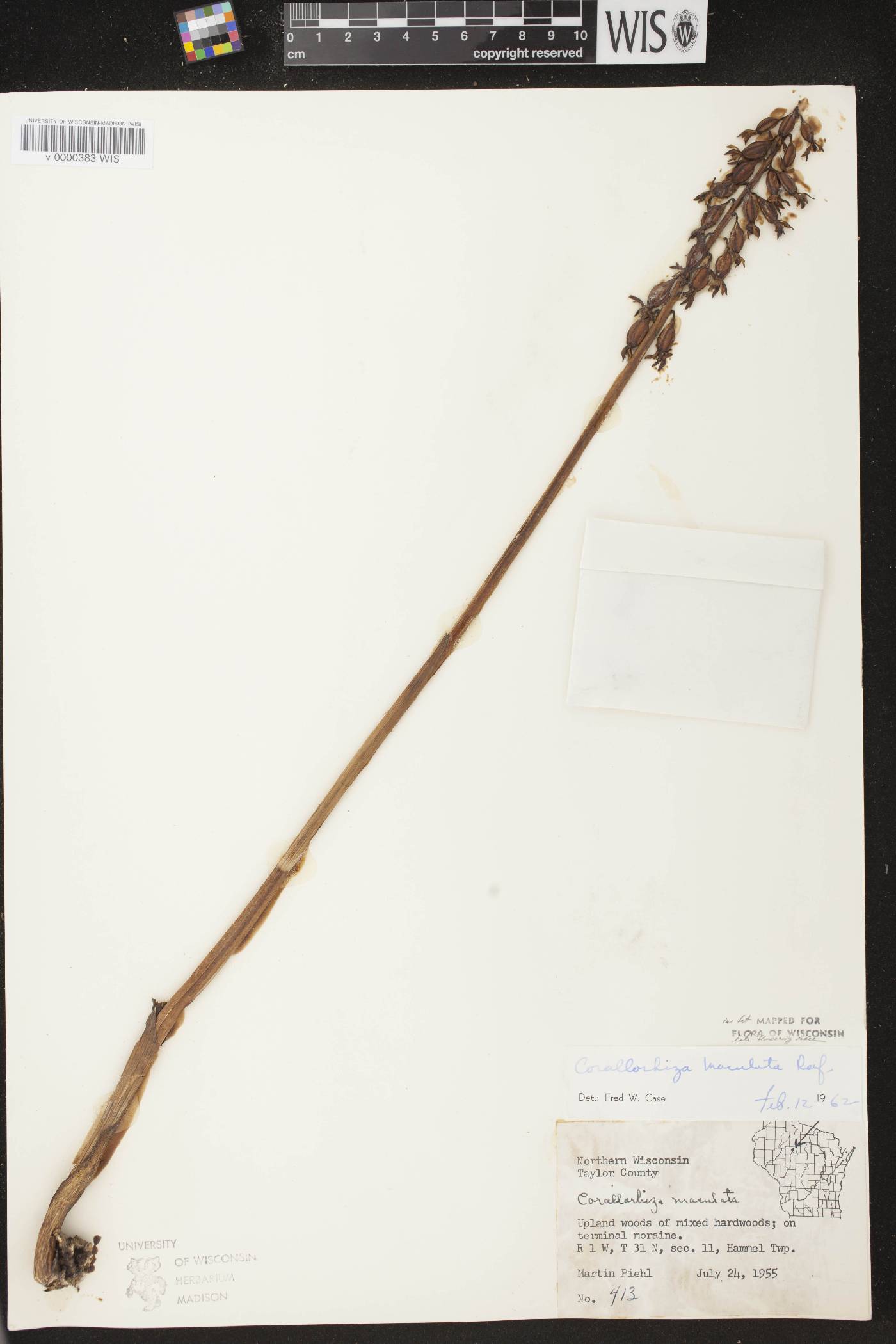Corallorhiza maculata image