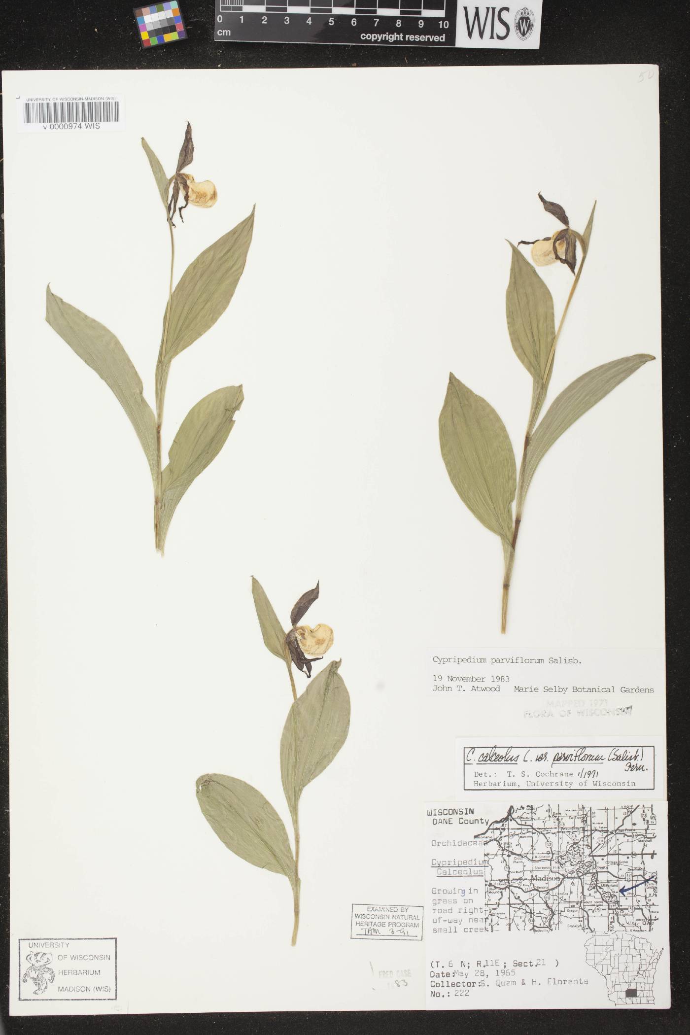Cypripedium parviflorum var. makasin image