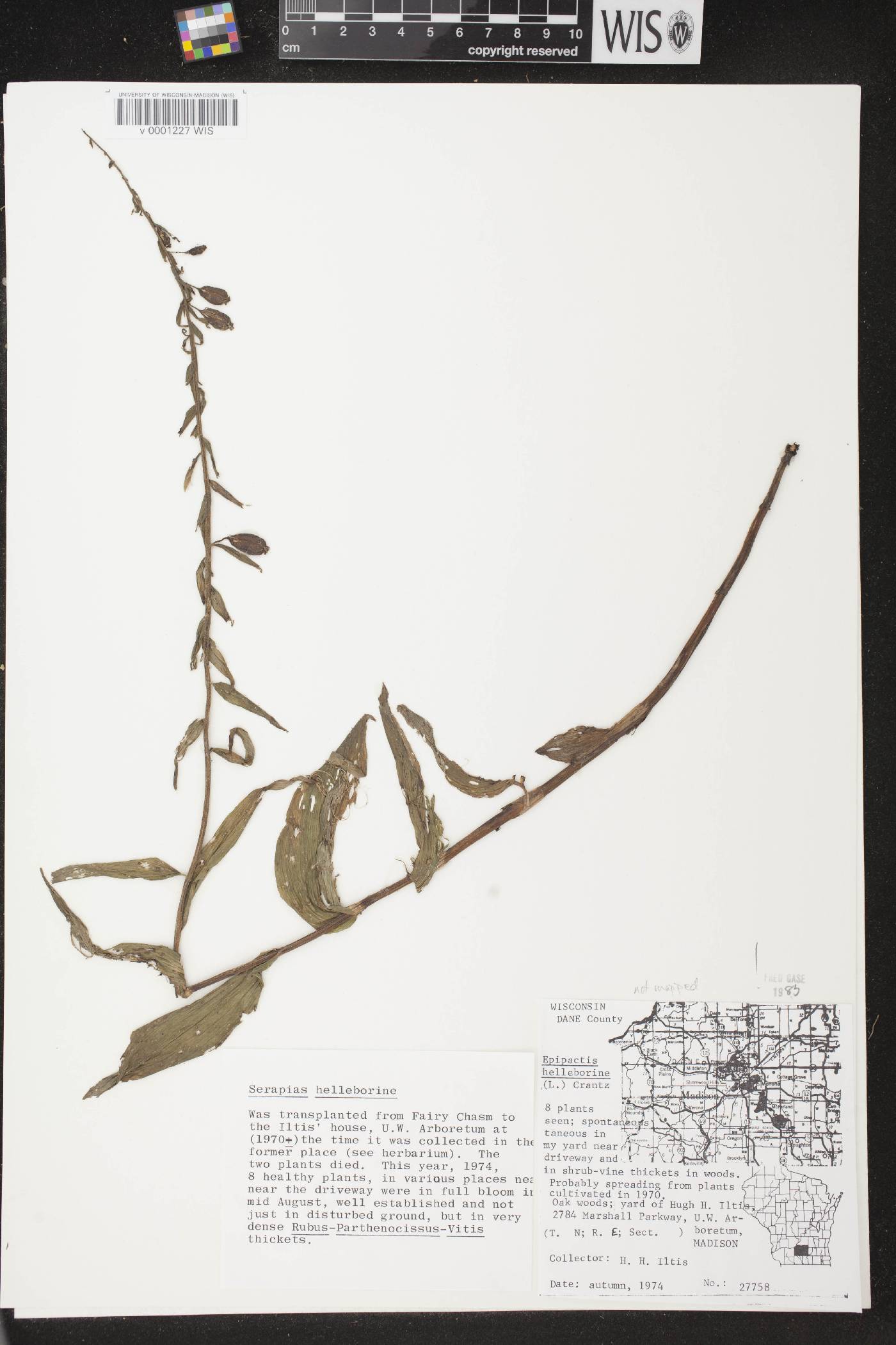 Epipactis helleborine image