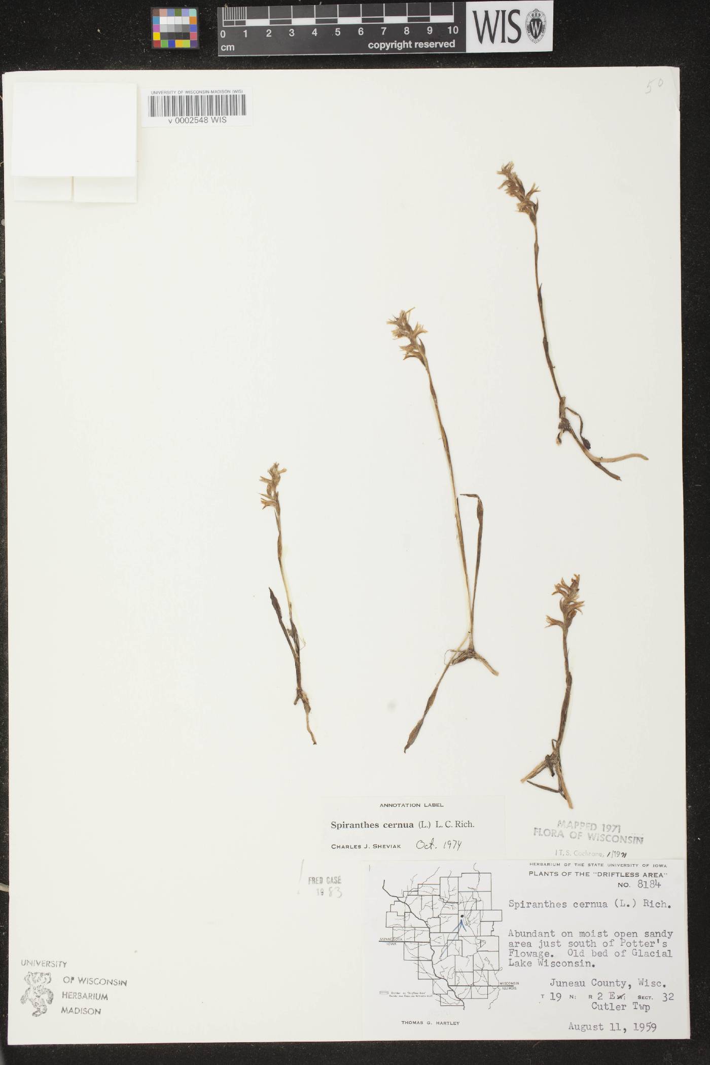 Spiranthes cernua image