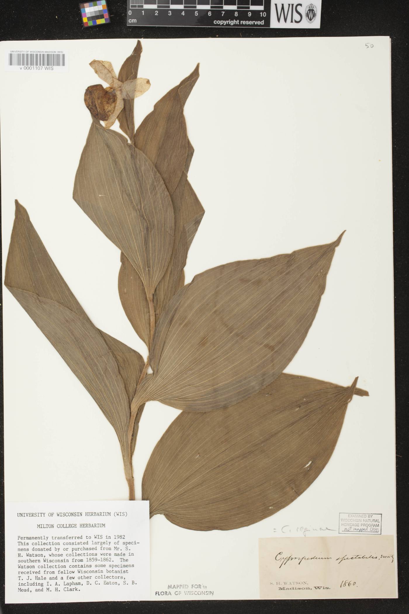 Cypripedium reginae image