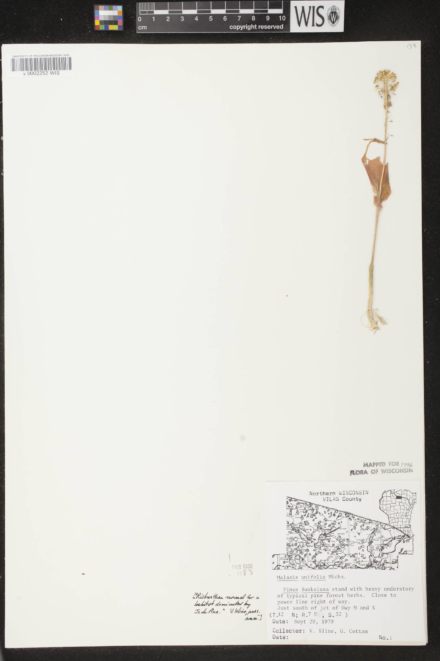 Malaxis unifolia image