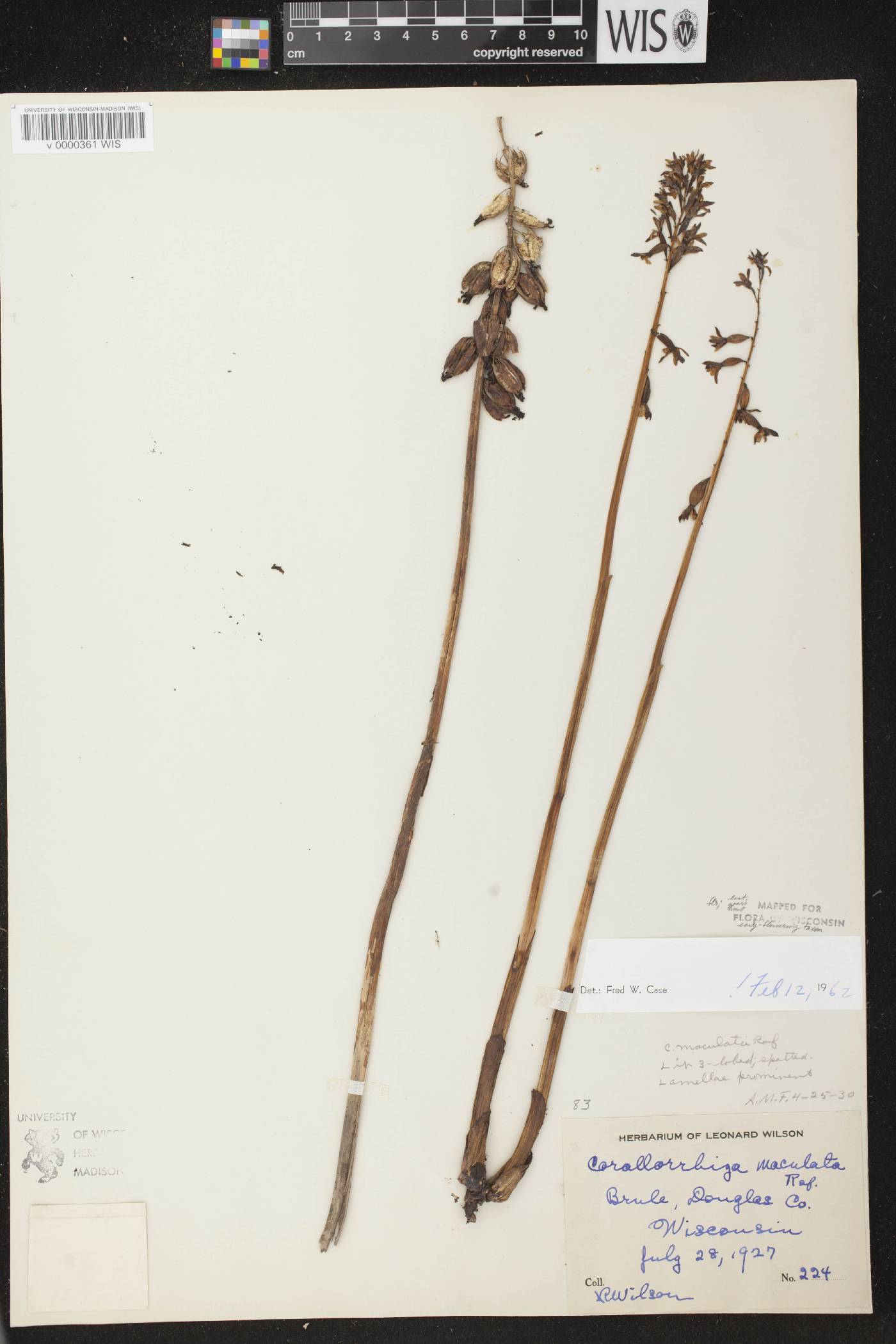 Corallorhiza maculata image