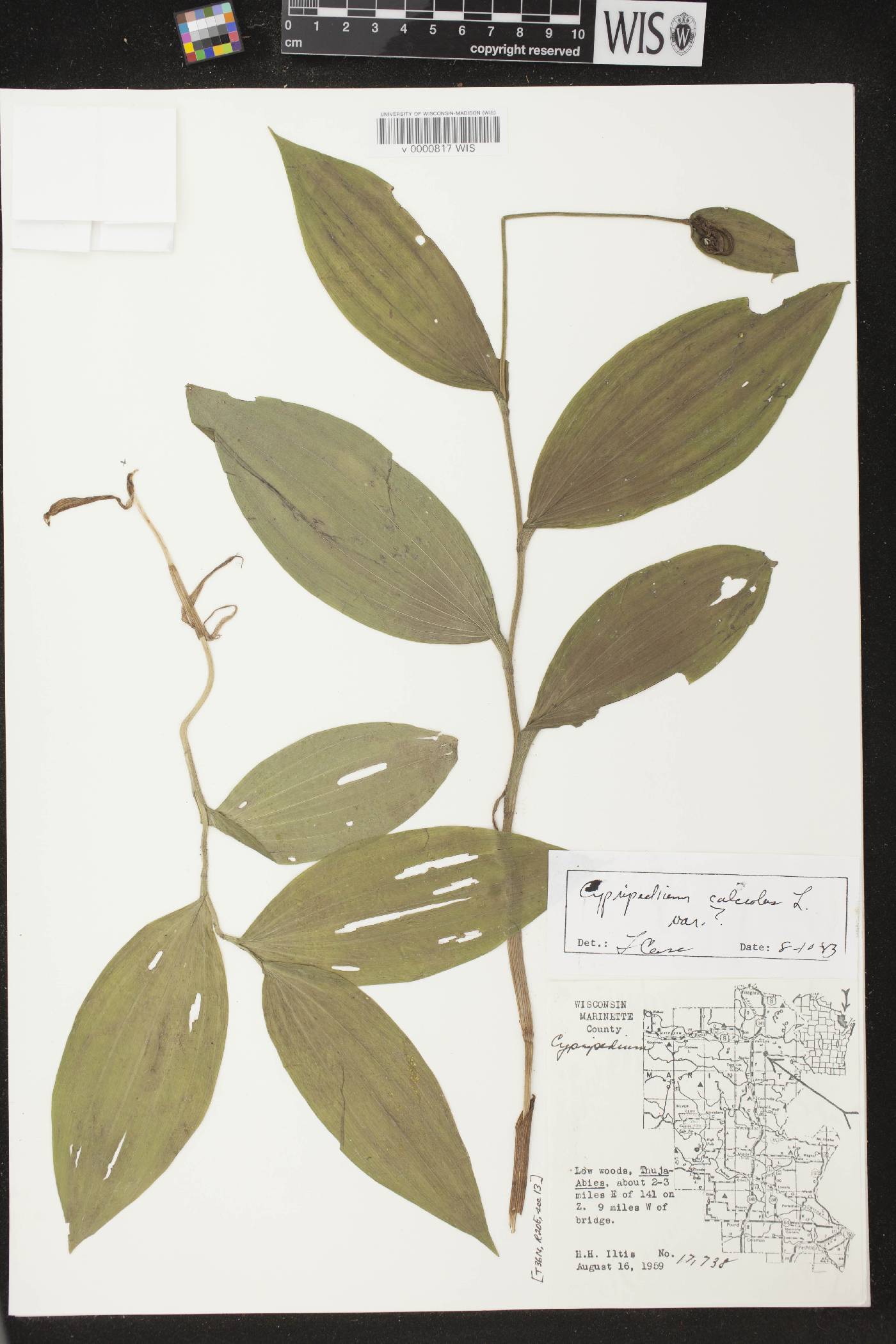 Cypripedium parviflorum image