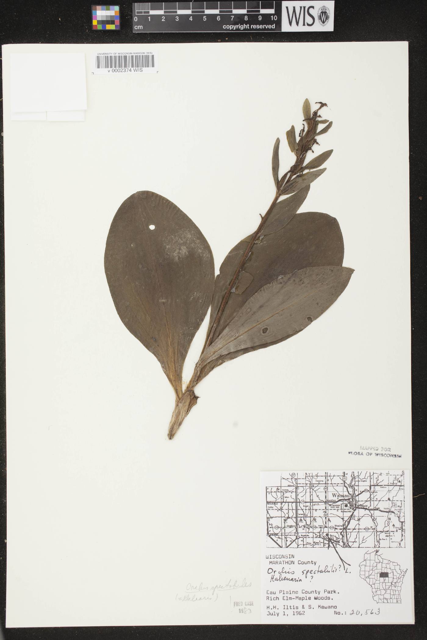 Galearis spectabilis image