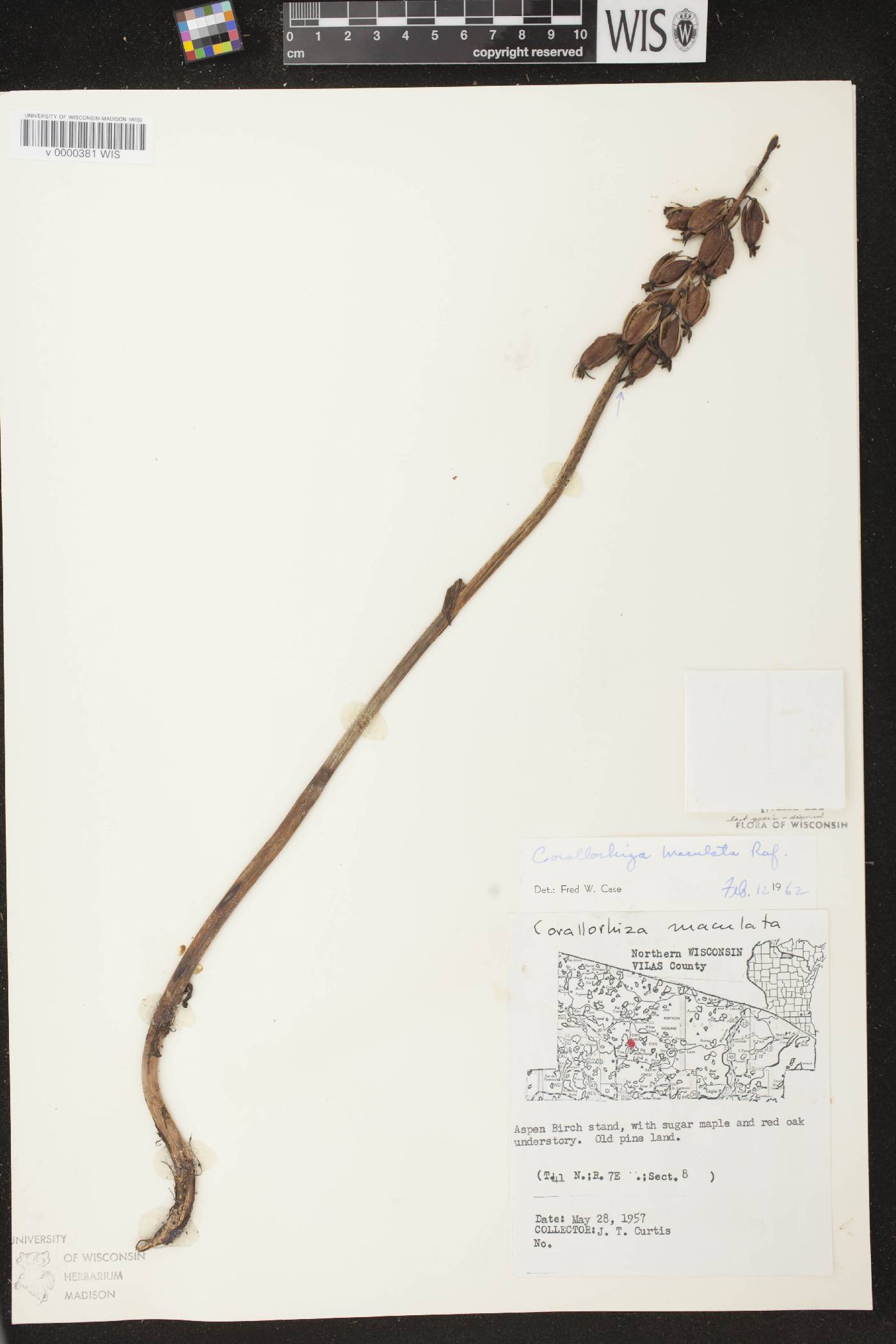 Corallorhiza maculata image
