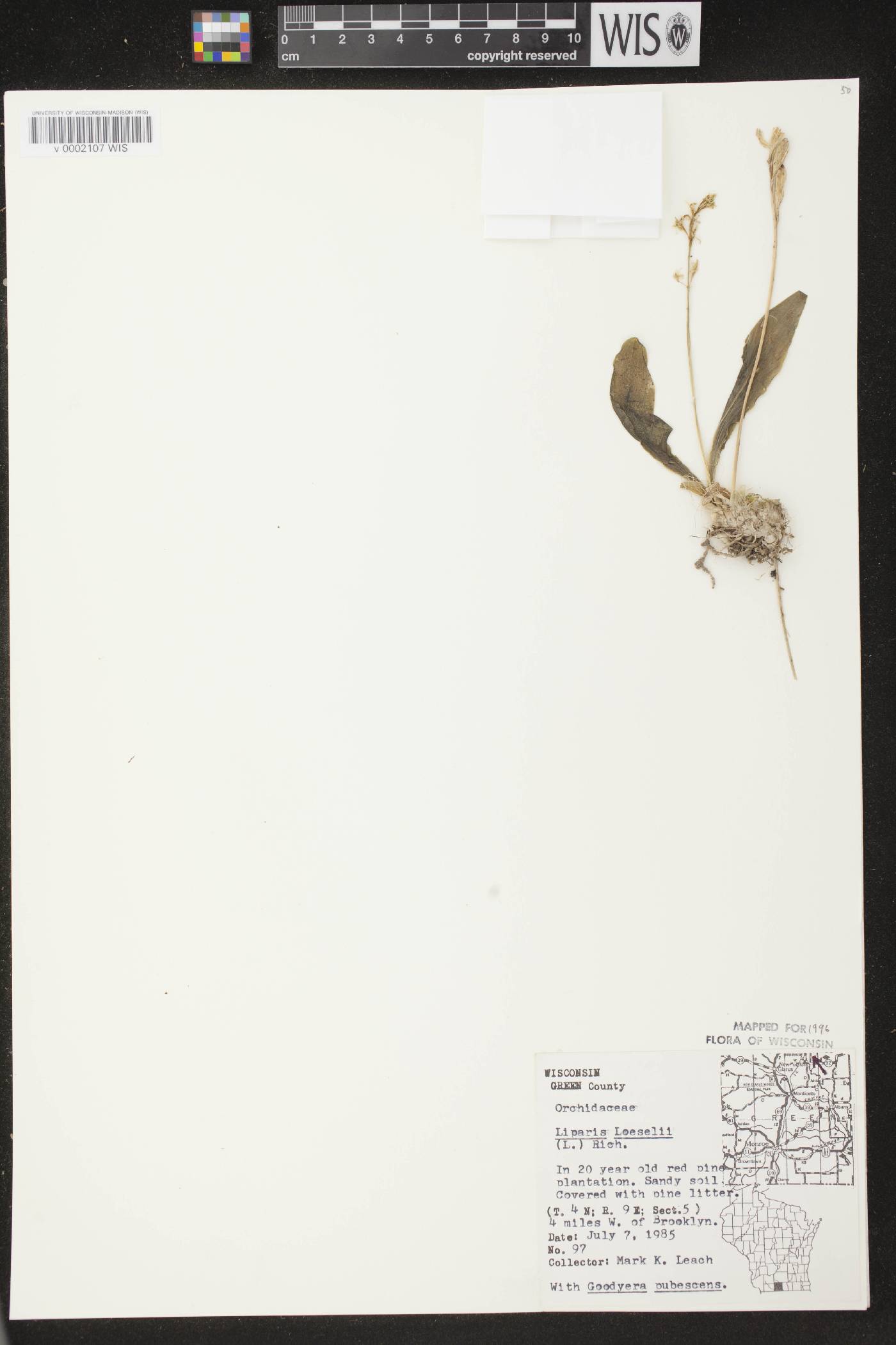 Liparis loeselii image