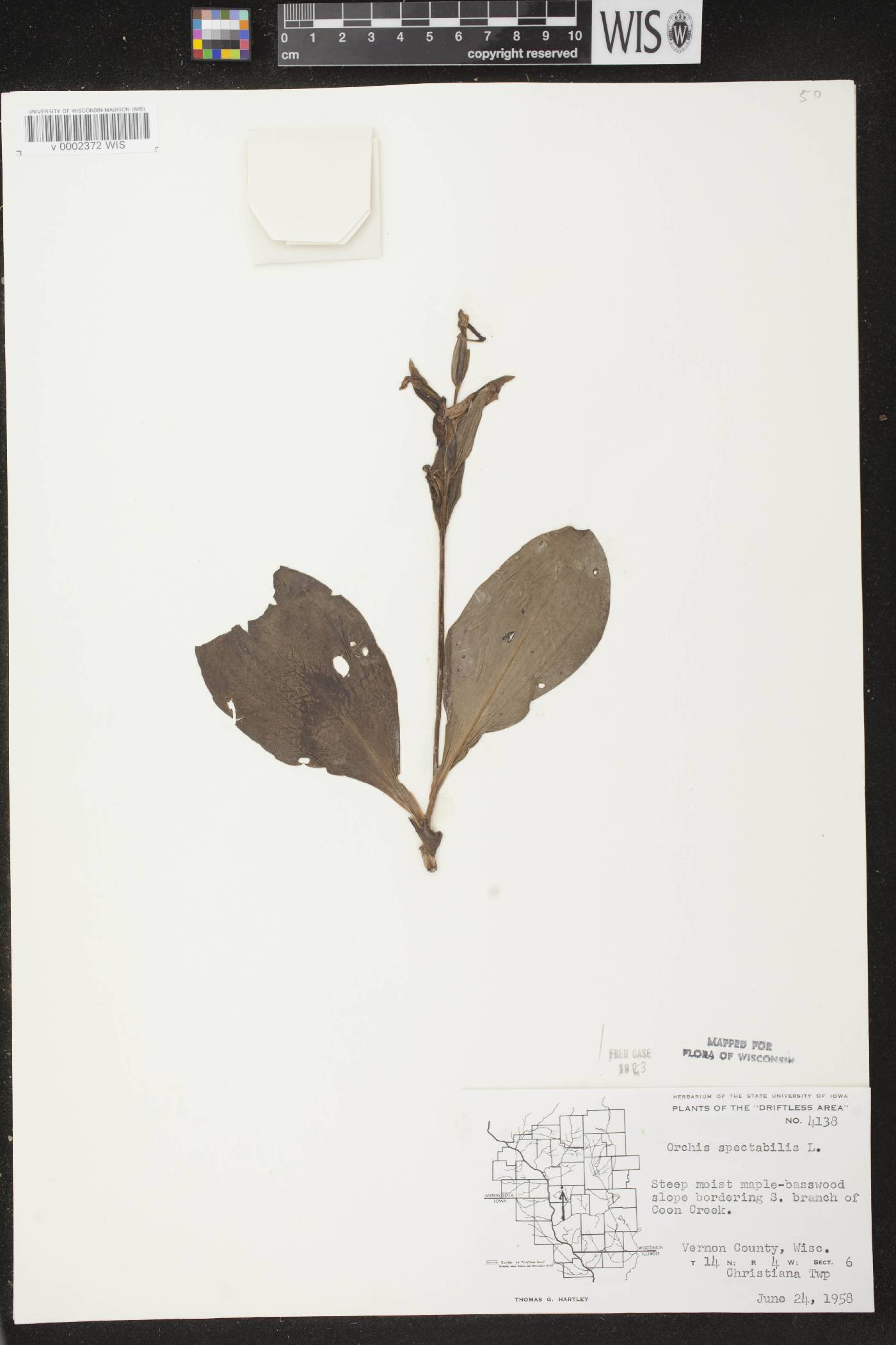 Galearis spectabilis image
