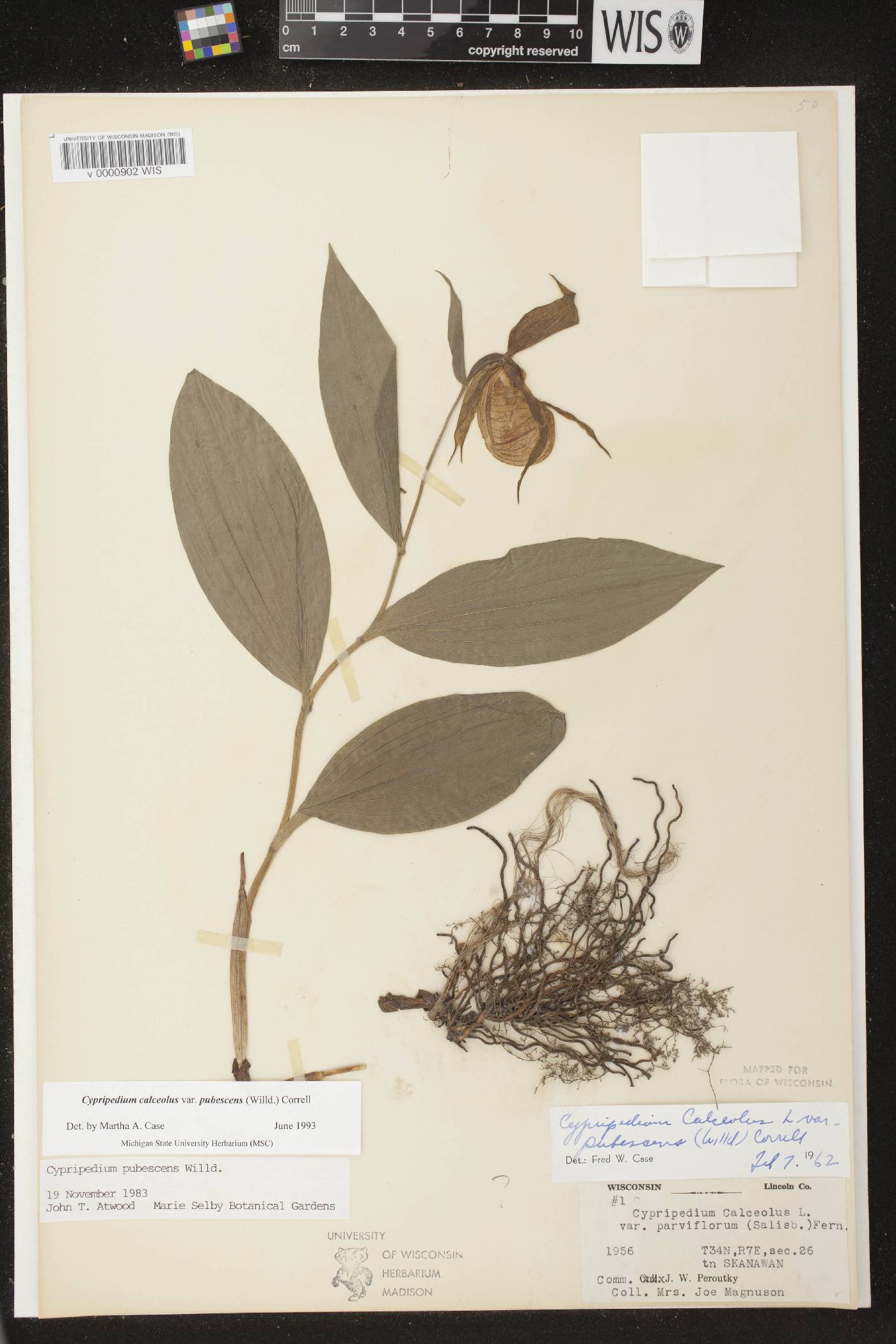 Cypripedium parviflorum var. pubescens image