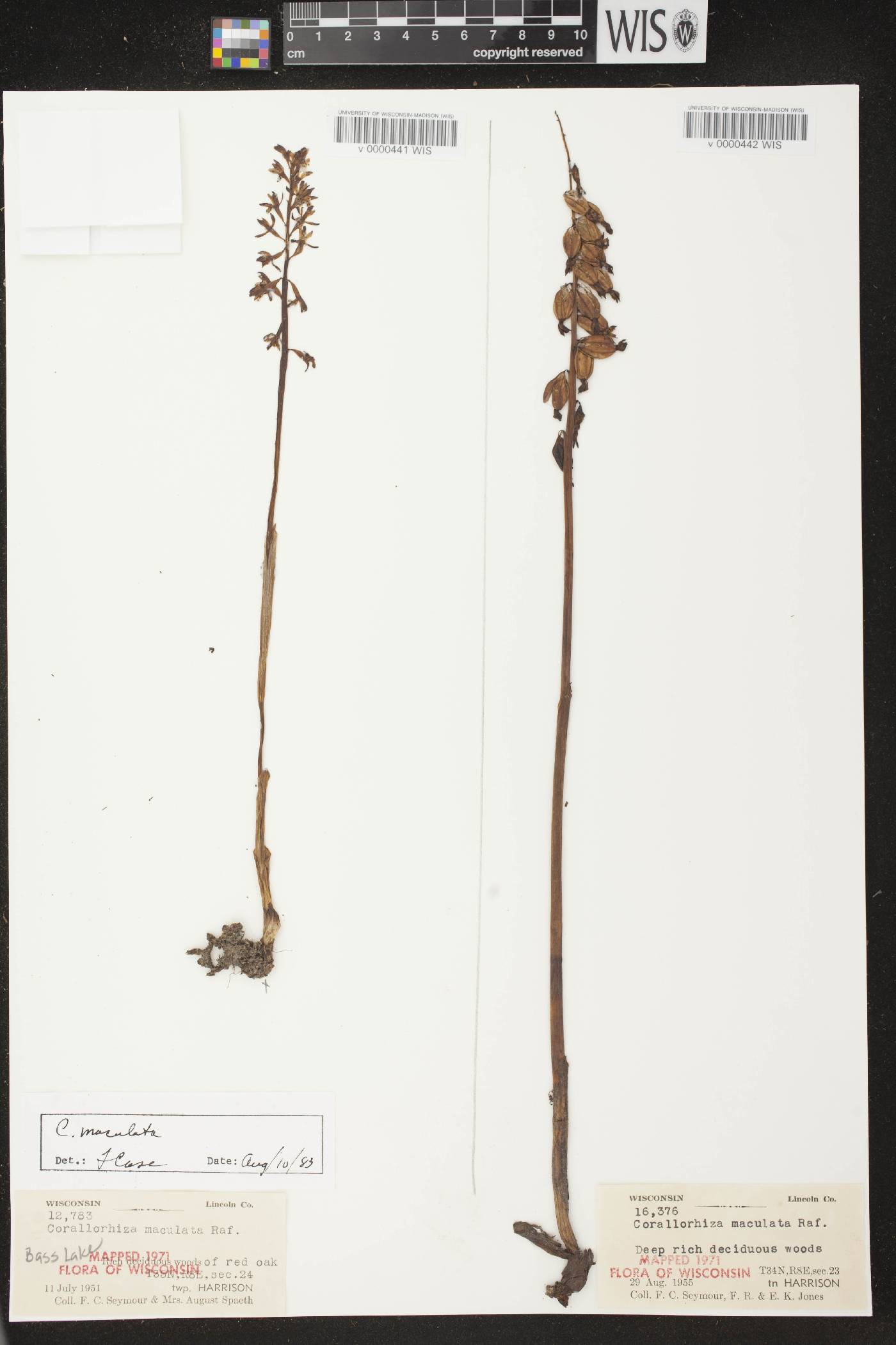 Corallorhiza maculata image