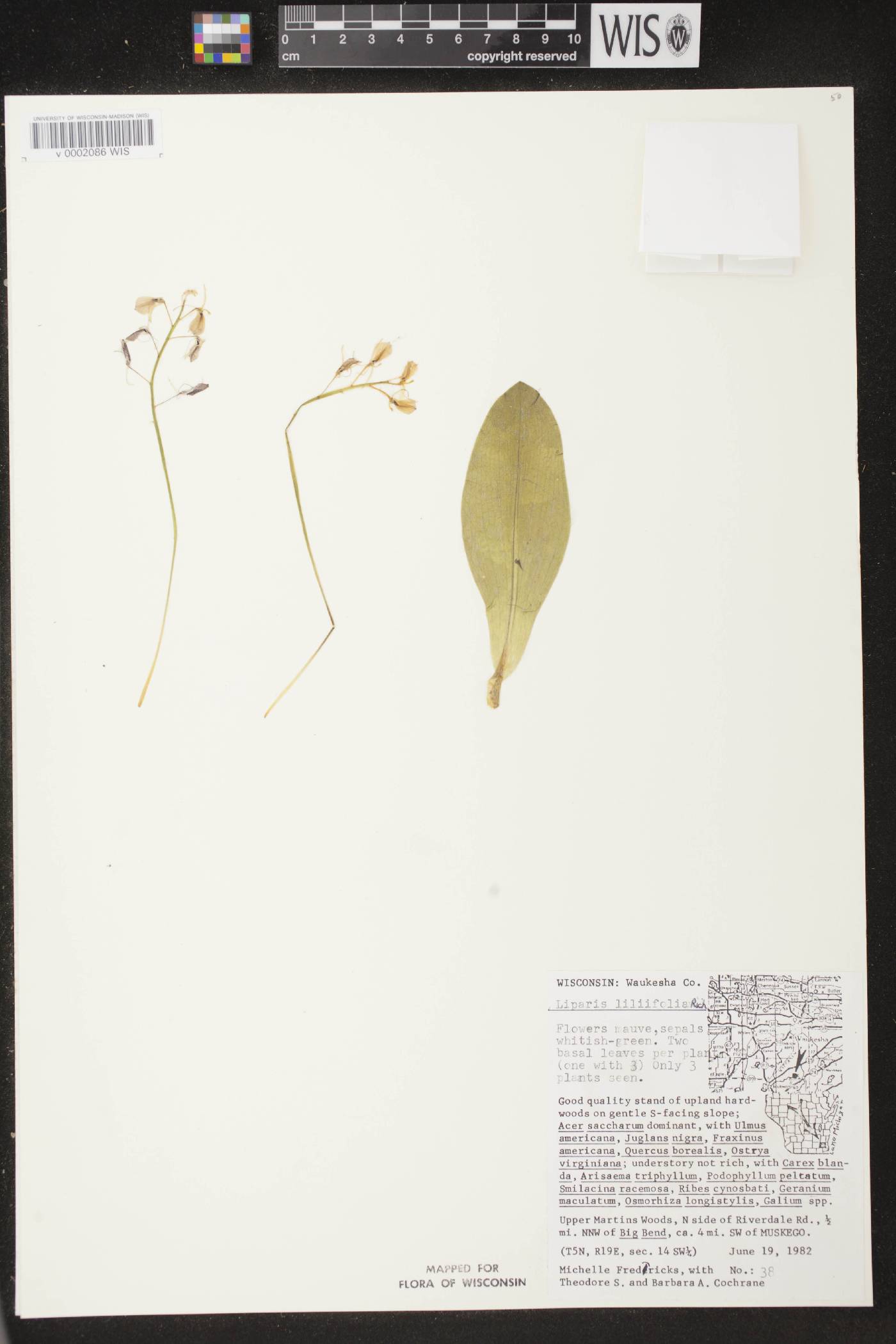 Liparis liliifolia image
