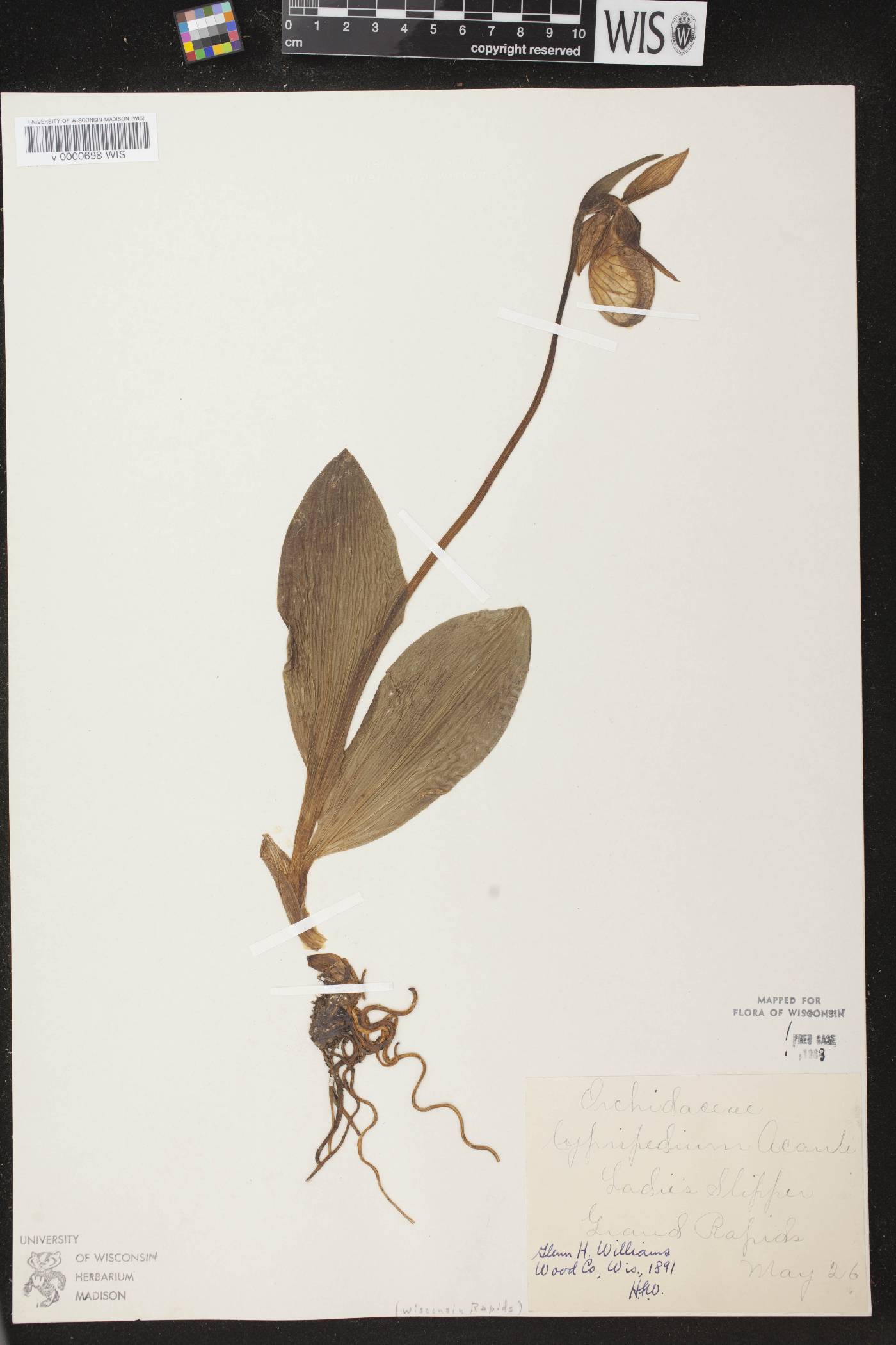 Cypripedium acaule image