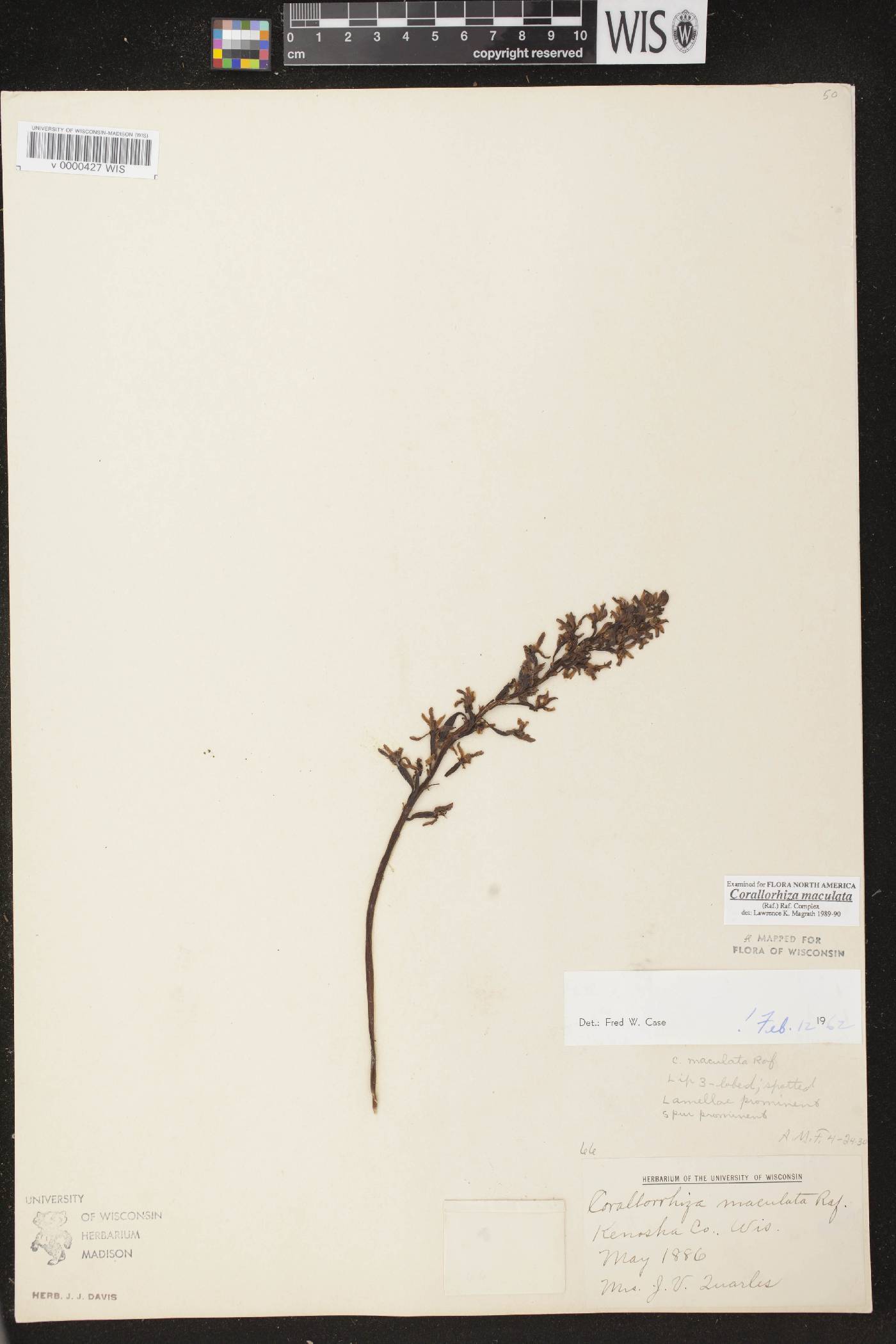 Corallorhiza maculata image