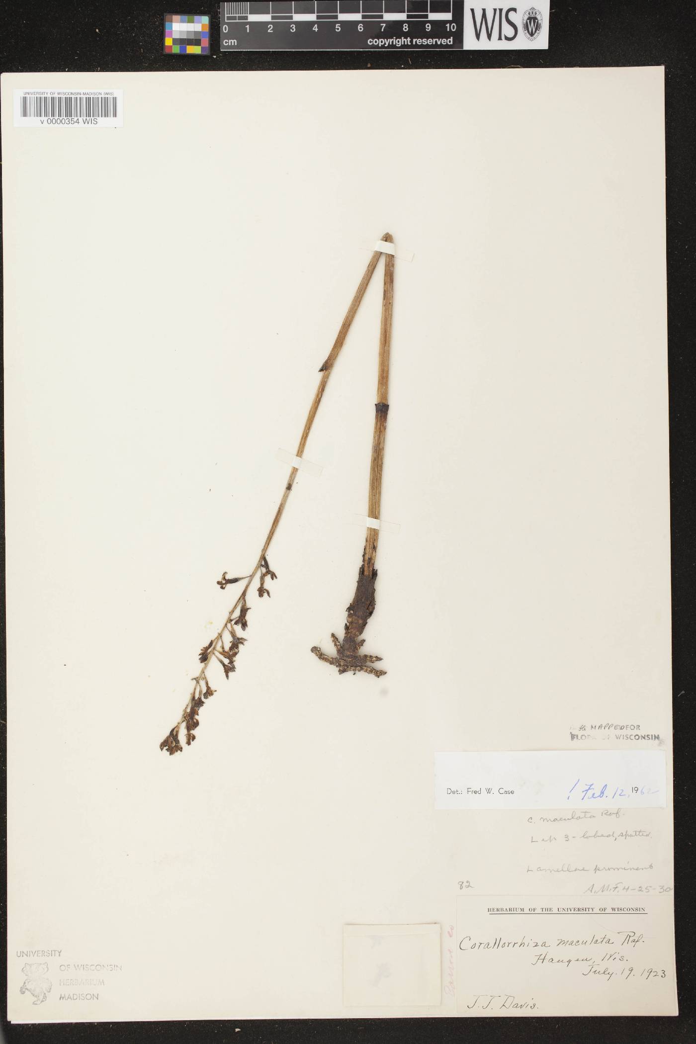 Corallorhiza maculata image