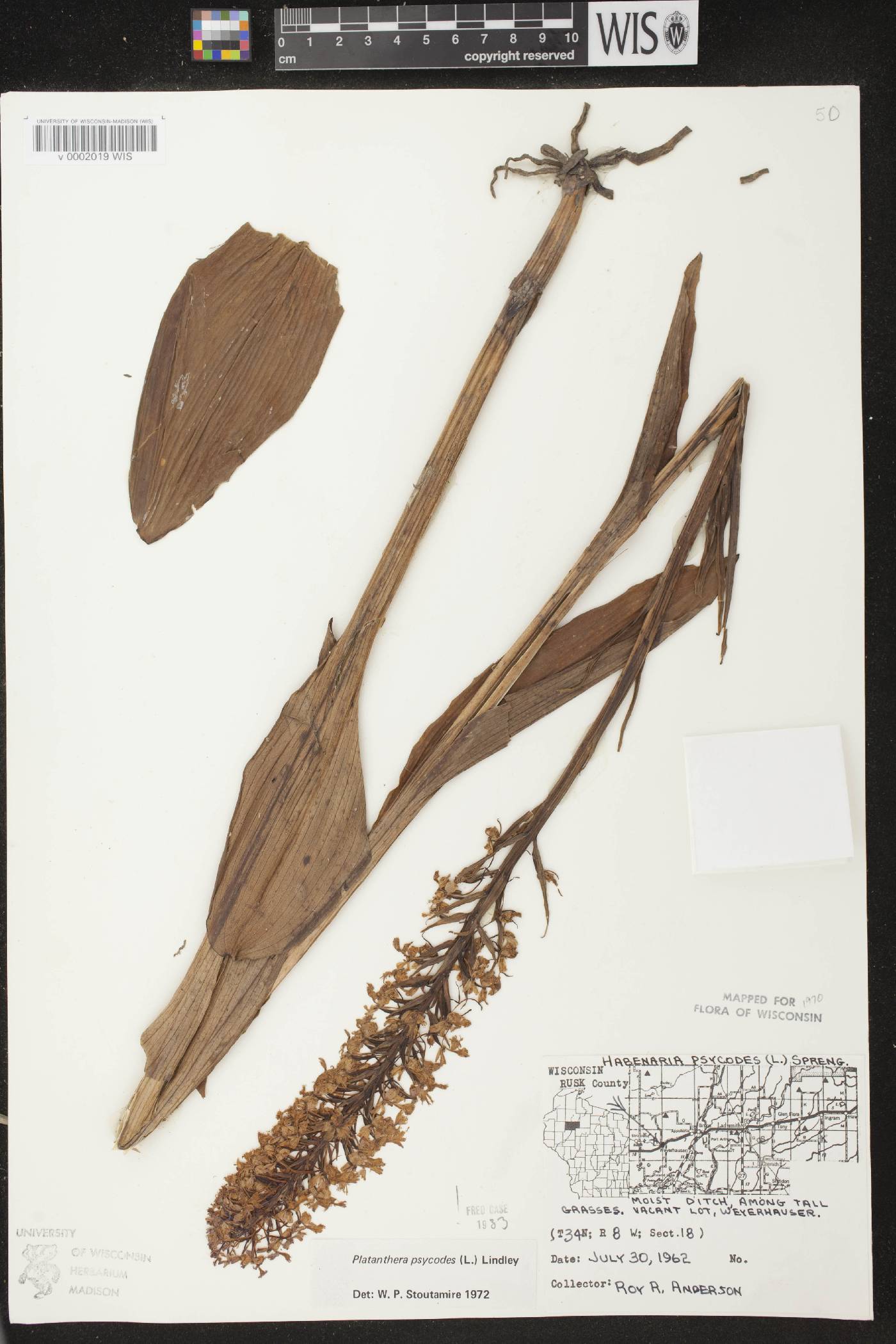 Platanthera psycodes image