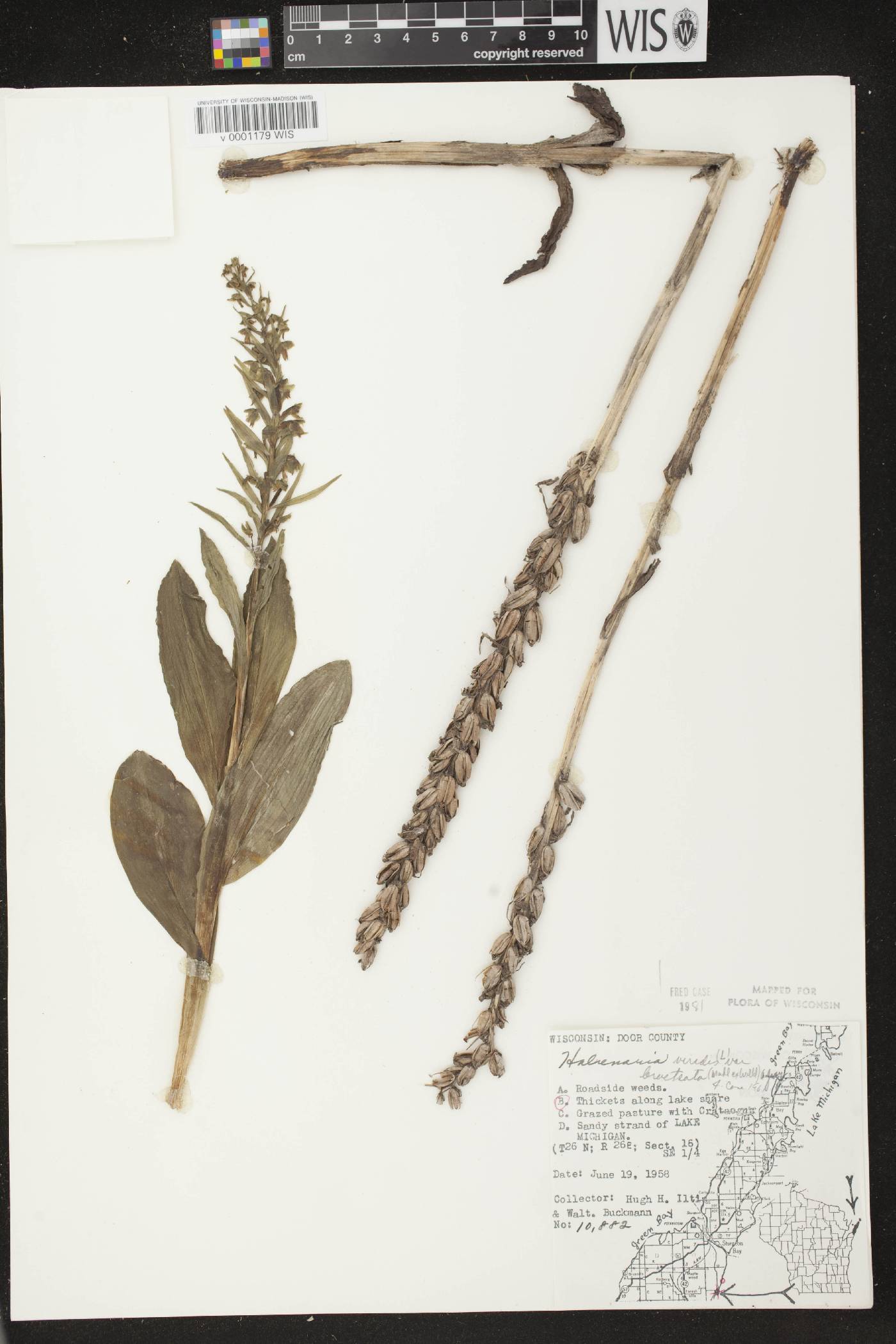 Coeloglossum viride var. virescens image